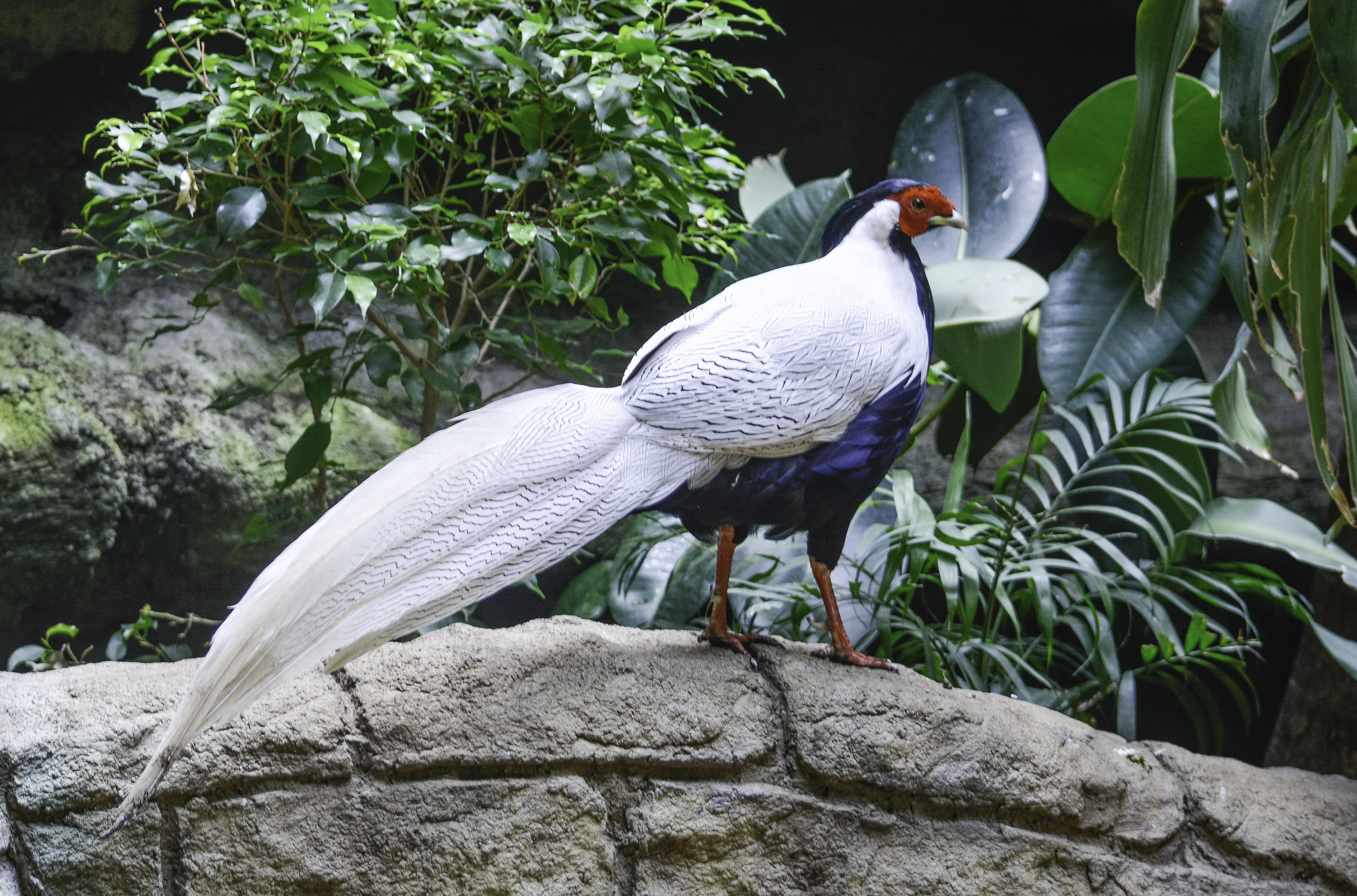concrete, perched, wall, 5K, beak, wildlife, silver  pheasant, animal, feather, Silver Pheasant, nature, bird, pheasant, silver, HD Wallpaper