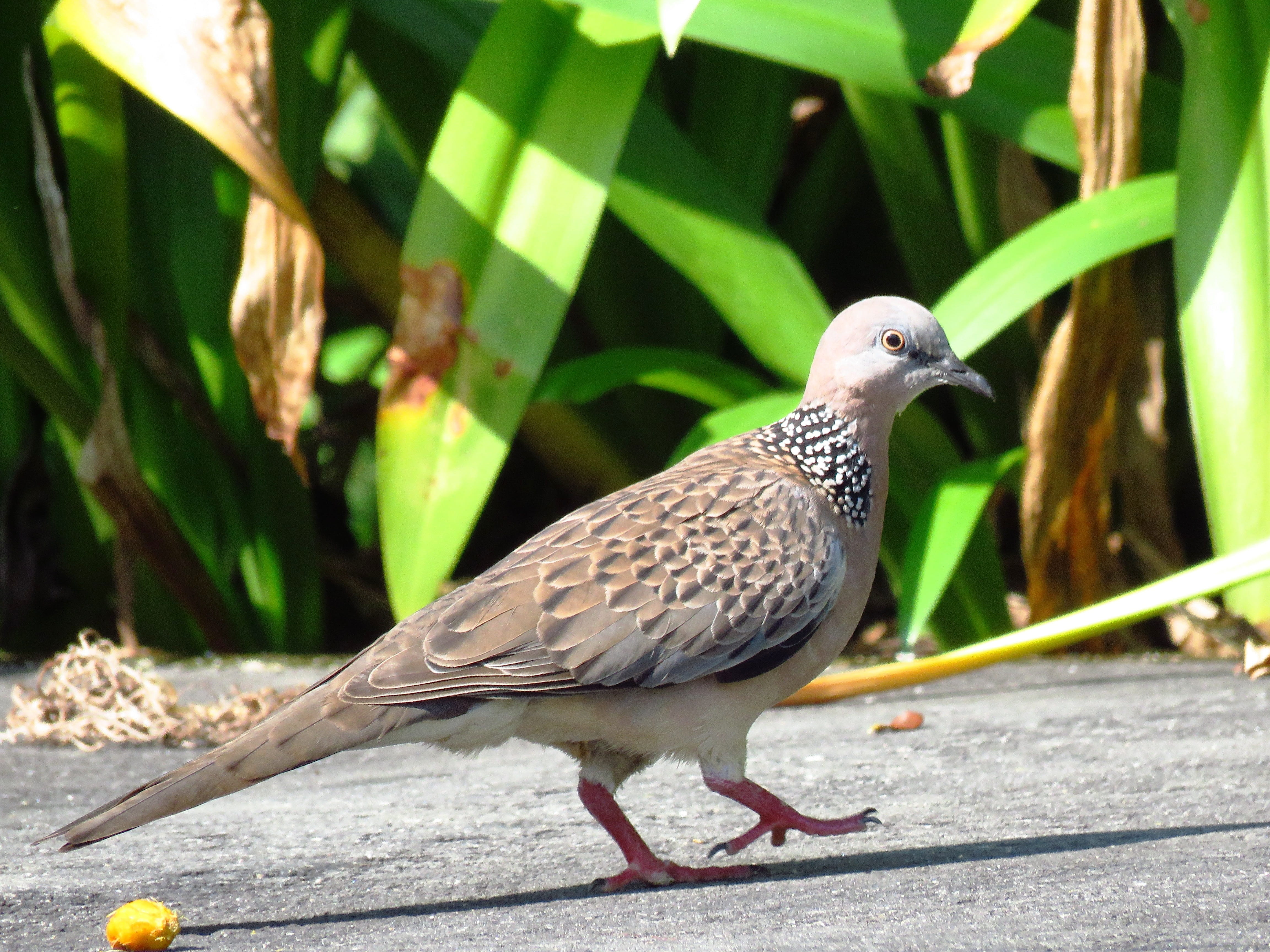 looking, plant part, 4K, near, bird, outdoors, animal, close-up, green color, waling, green, Pigeon, spotted dove, daytime, animal themes, grey, vertebrate, HD Wallpaper