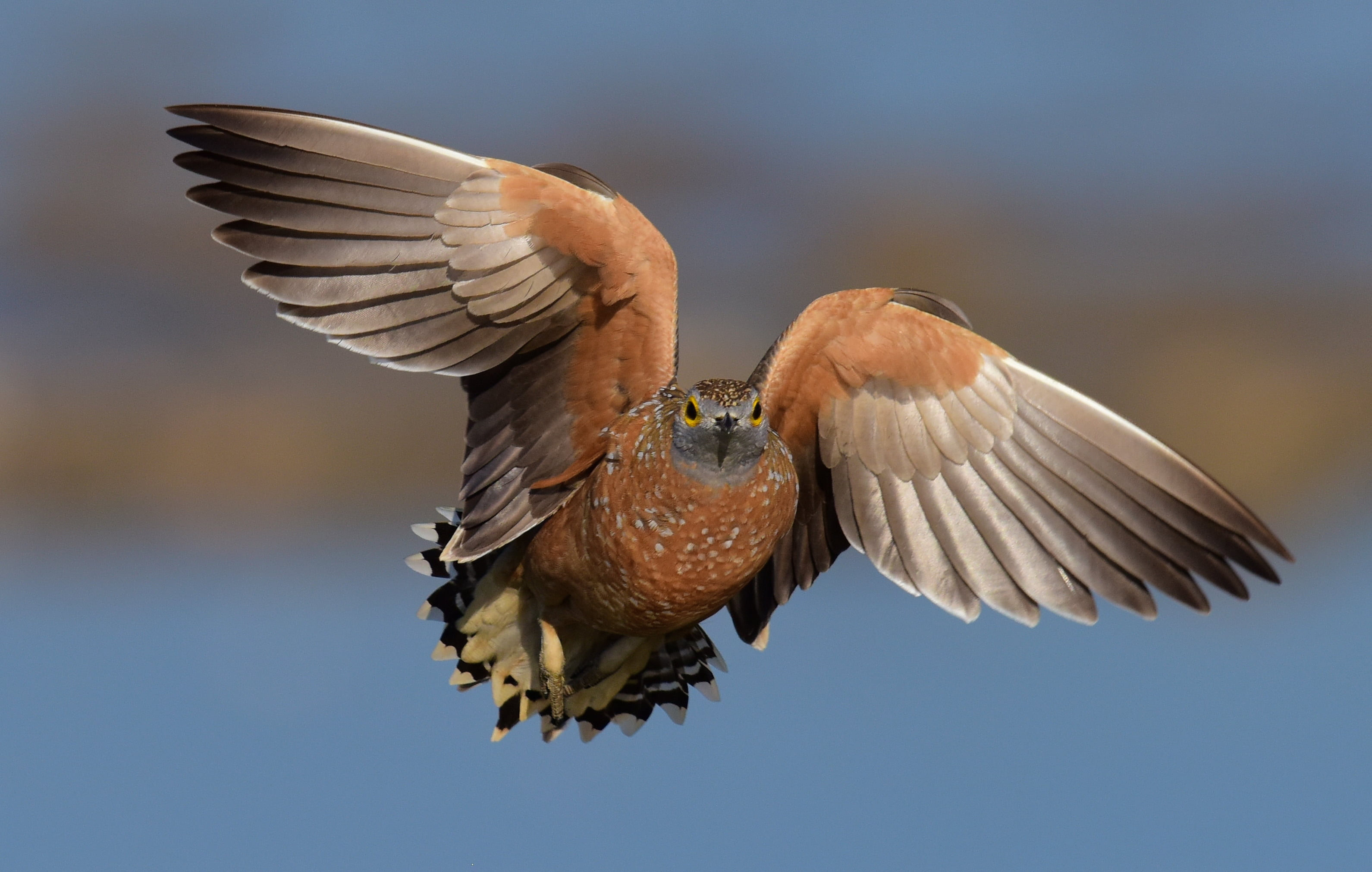 feather, flying, sandgrouse, animal Wing, 2K, close-up photography, brown bird, nature, bird, Botswana, close, pterocles, animal, wildlife, brown, Burchells Sandgrouse, HD Wallpaper