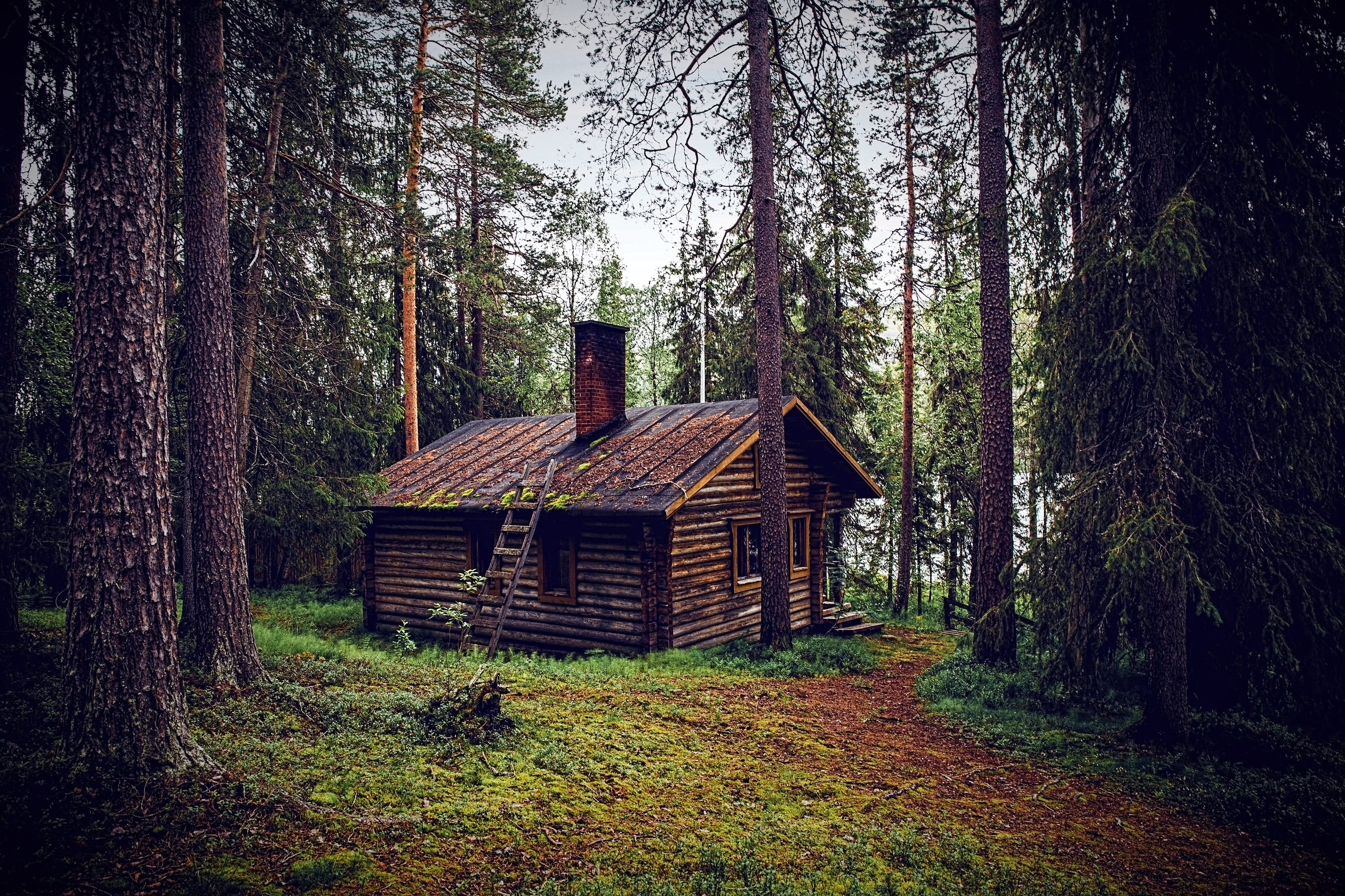 growth, rest house, coniferous tree, pine woodland, plant, tree trunk, hut, tranquility, log cabin, day, cottage, nature, outdoors, forest, trunk, built structure, HD Wallpaper