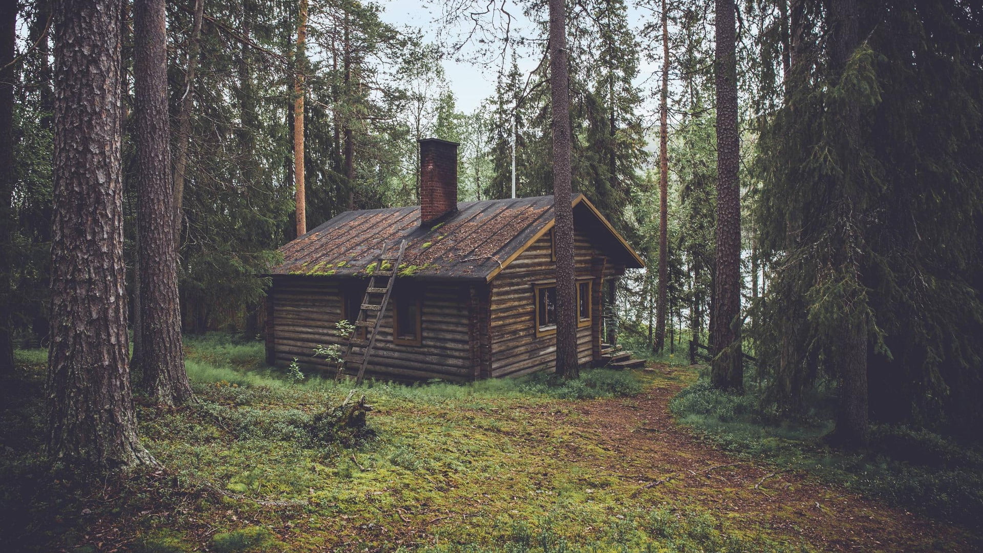 1080P, day, trunk, hut, land, plant, woodland, growth, built structure, wood - material, brown, nature, cabin, no people, architecture, landscape, field, HD Wallpaper