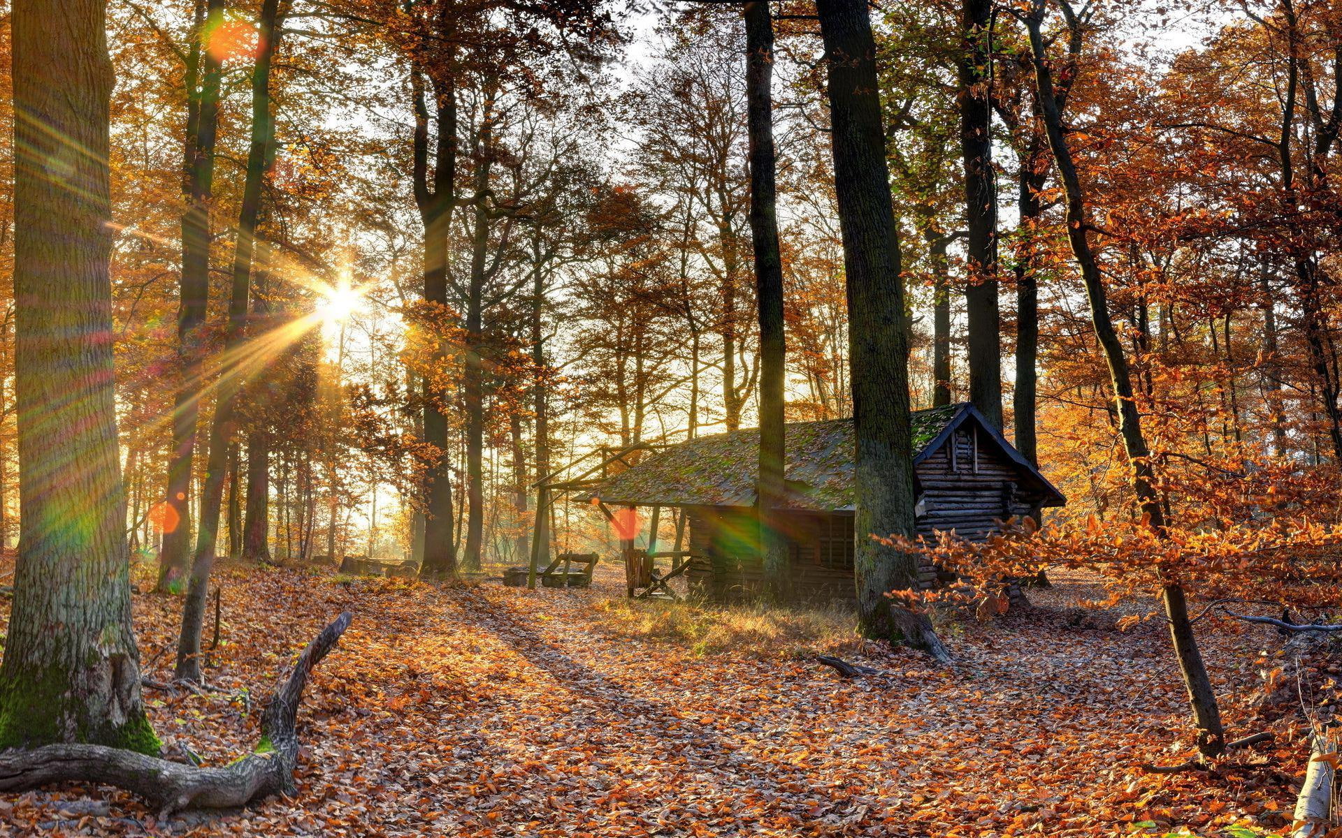 leaf, forest, photography, 1080P, wooden, 1920x1200, abandoned, house, woods, brown, cabin, tree, HD Wallpaper