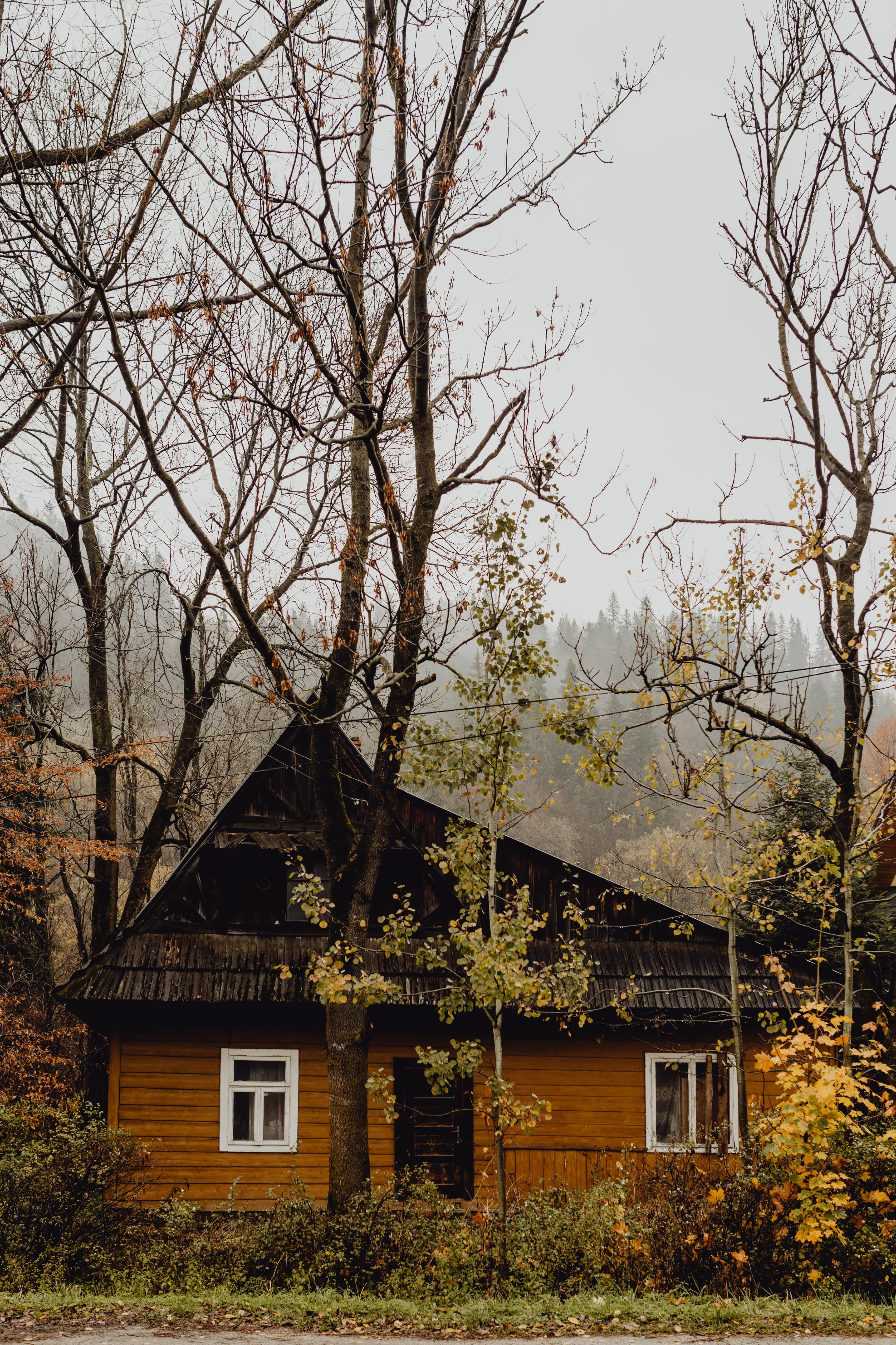 plant, branch, house, old, no people, autumn, wooden, Poland, houses, cabin, polska, growth, outdoors, tree trunk, building exterior, architecture, day, Phone HD Wallpaper