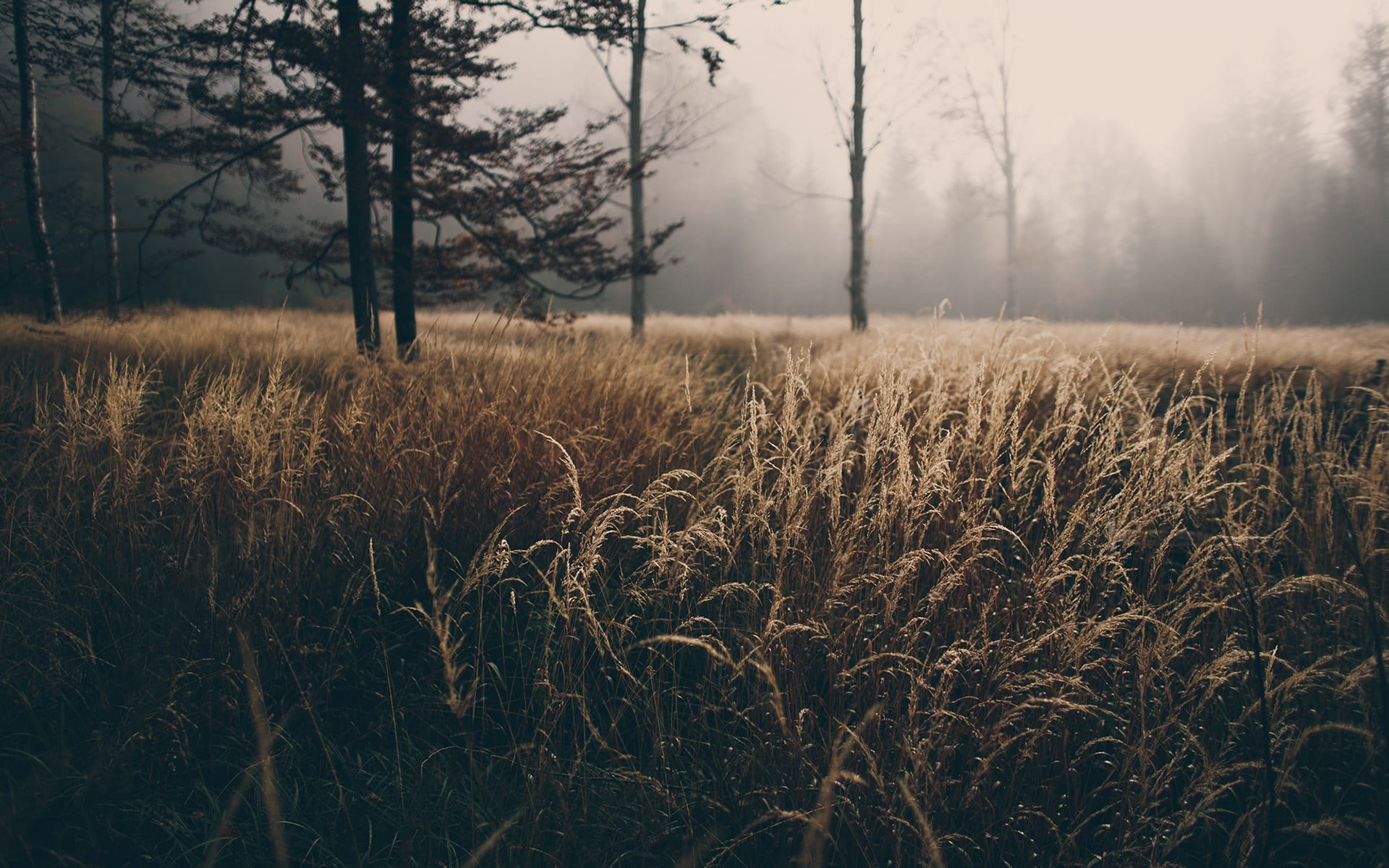 mist, nature, brown, landscape, plant, sky, beige, non-urban scene, tranquil scene, green, beauty in nature, trees, focus on foreground, tranquility, 1080P, HD Wallpaper