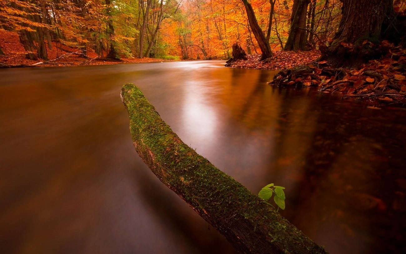 720P, tree trunk, beauty in nature, moss, tree, woodland, forest, landscape, top, leaf, tranquil scene, nature, body, land, change, flowing, HD Wallpaper
