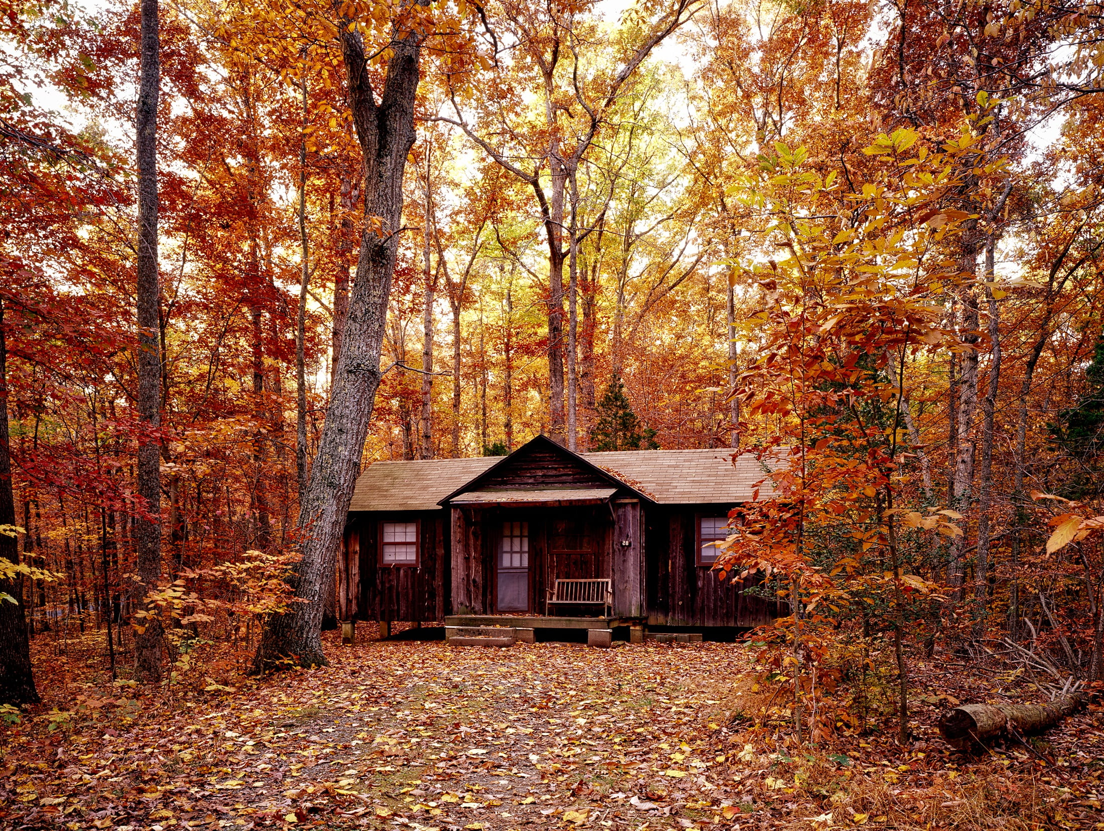 growth, leaf, colorful, log cabin, woodland, autumn, maple, building exterior, wood - Material, brown, house, surrounded, pennsylvania, 1080P, beautiful, HD Wallpaper