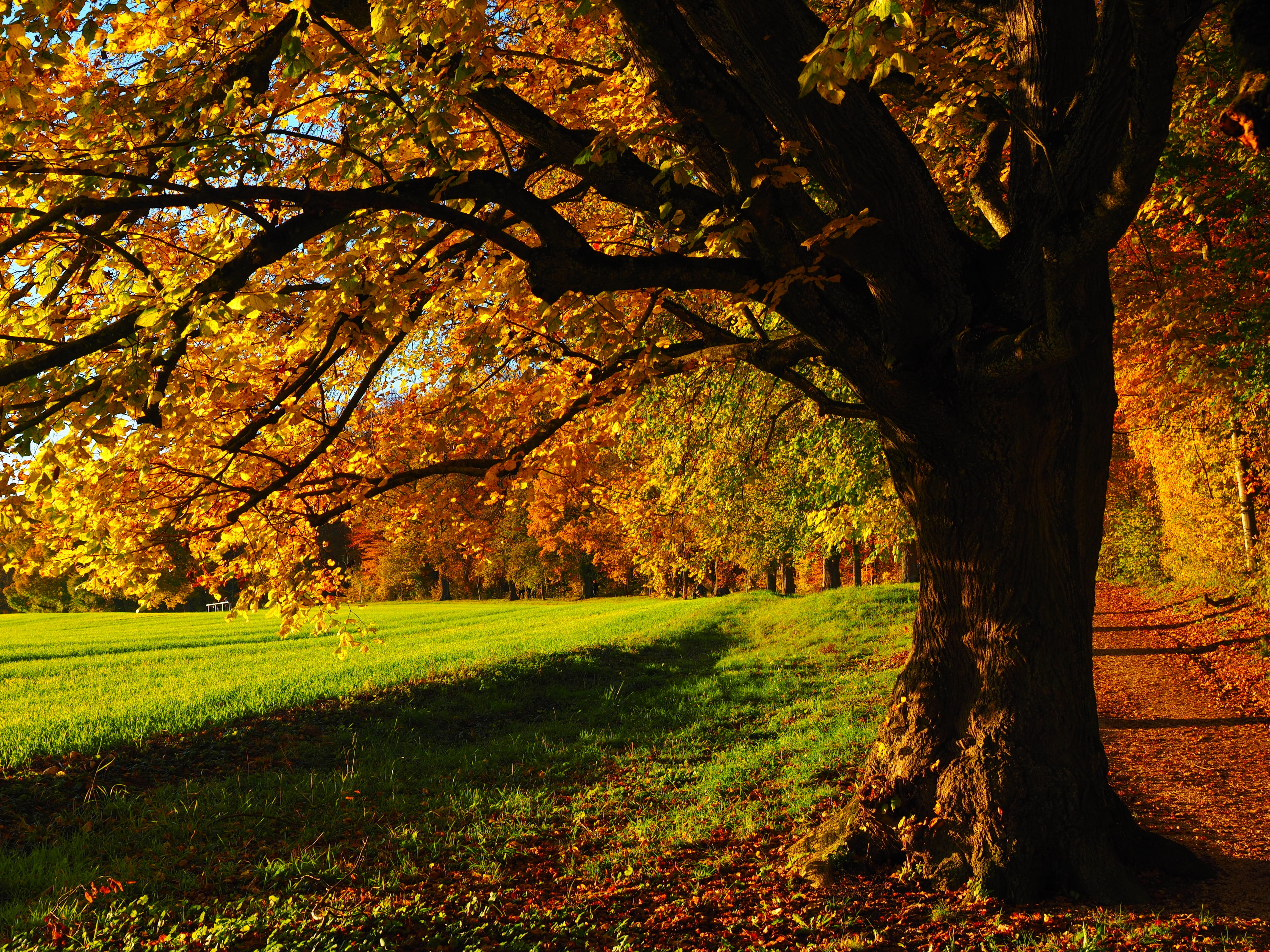 fall foliage, away, tilia, edge of the woods, randweg, grass, fall color, season, plant, meadow, autumn, outdoors, scenics - nature, leaf, hiking, branch, HD Wallpaper