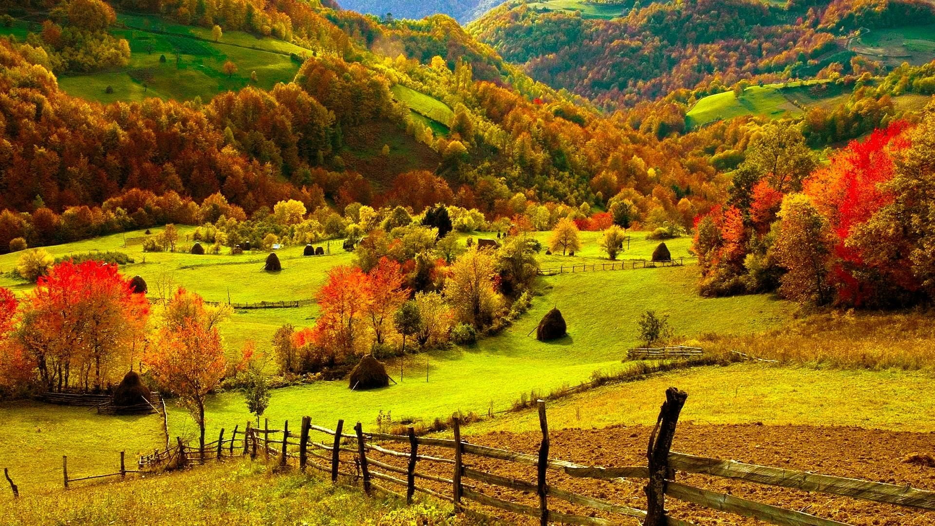 agriculture, rural, nature, meadow, non-urban scene, sky, scenery, leaf, yellow, idyllic, 1080P, flowers, countryside, scenic, field, forest, tranquil scene, HD Wallpaper