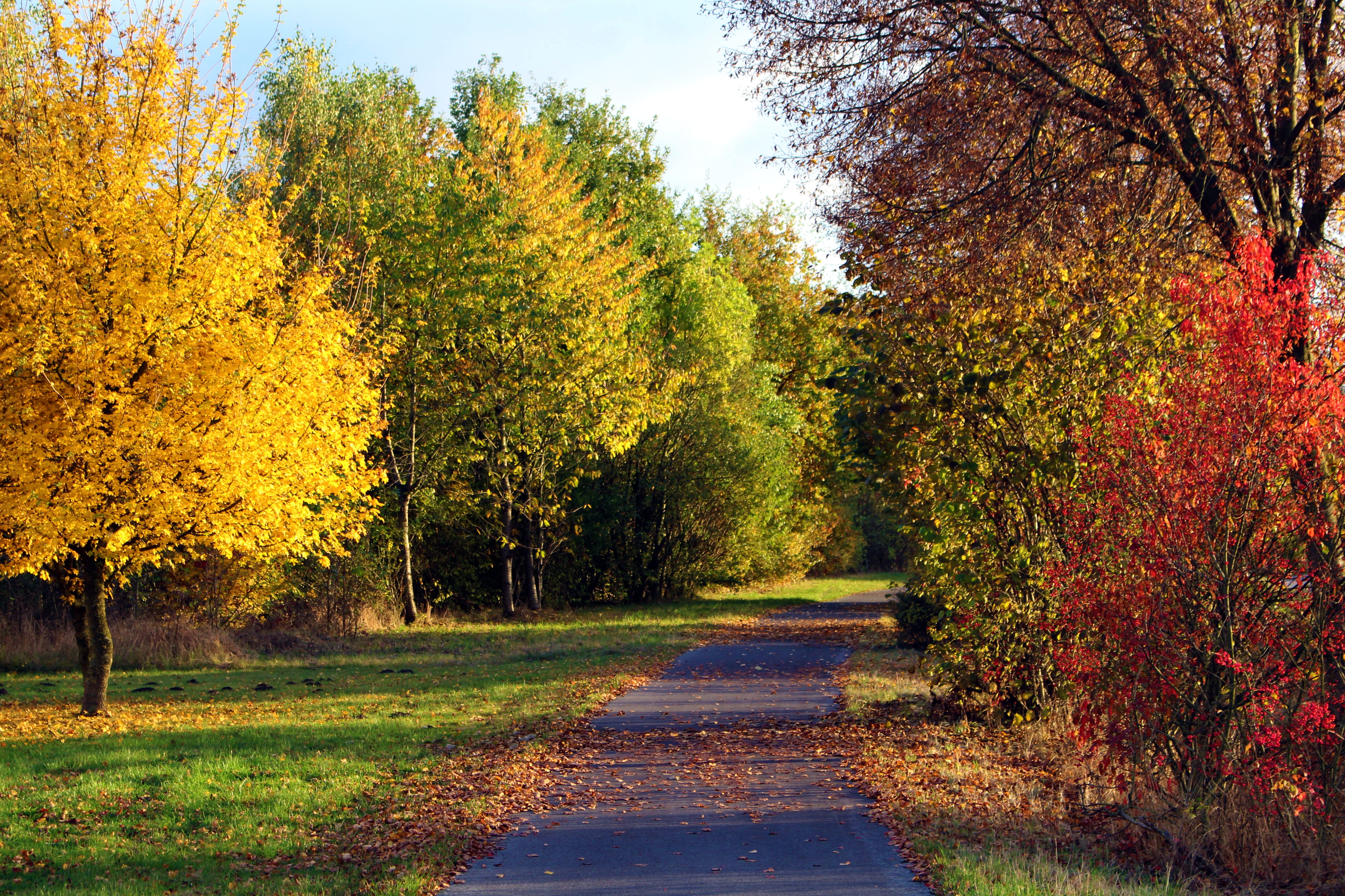 close, late, autumn collection, road, tranquil scene, change, transportation, color, sunny, treelined, scenics, Nature, red, footpath, gold noon, landscape, HD Wallpaper