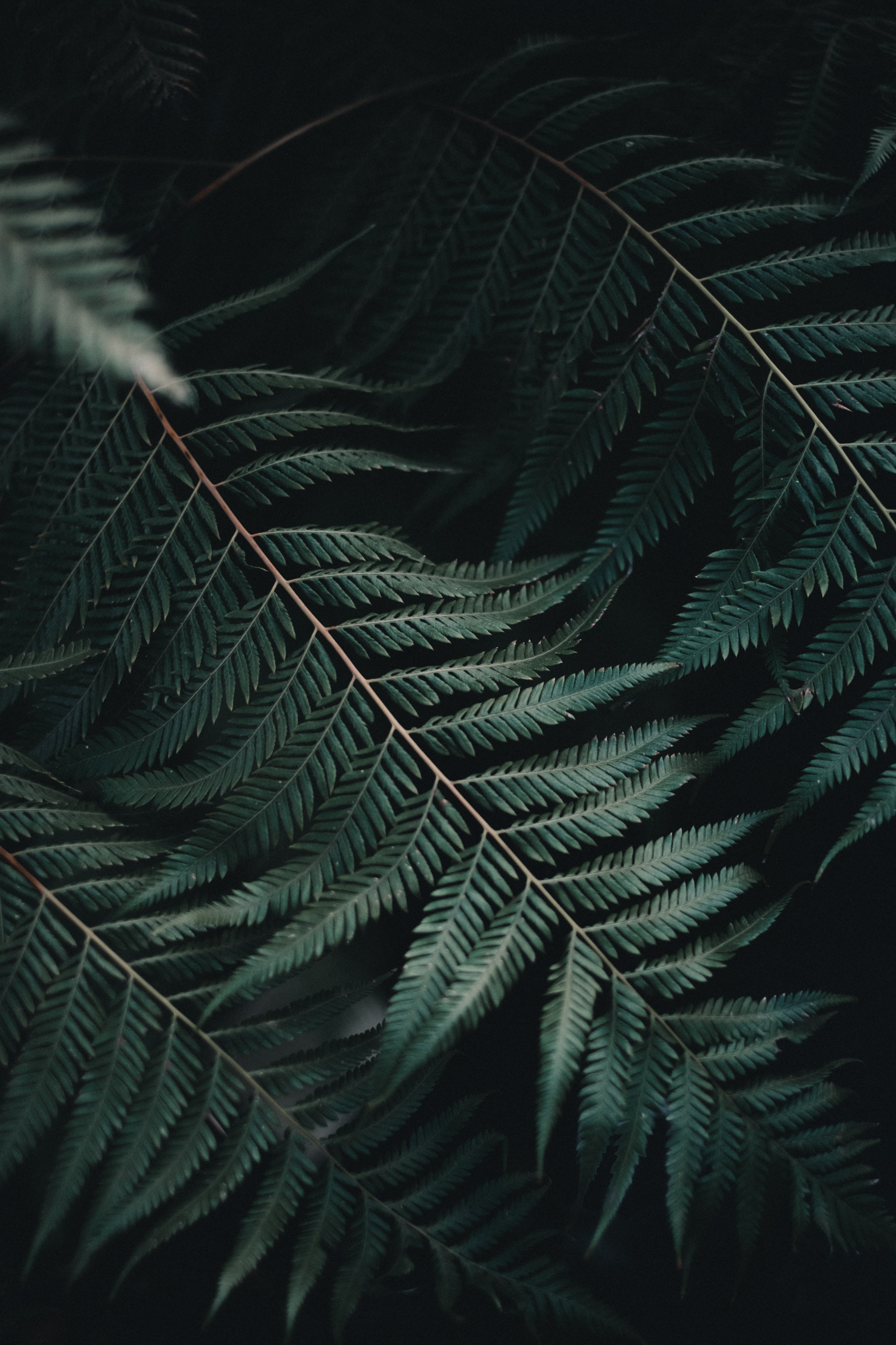 day, outdoors, plant part, carved, no people, beauty in nature, botany, coniferous tree, black background, natural pattern, nature, fragility, vulnerability, Phone HD Wallpaper