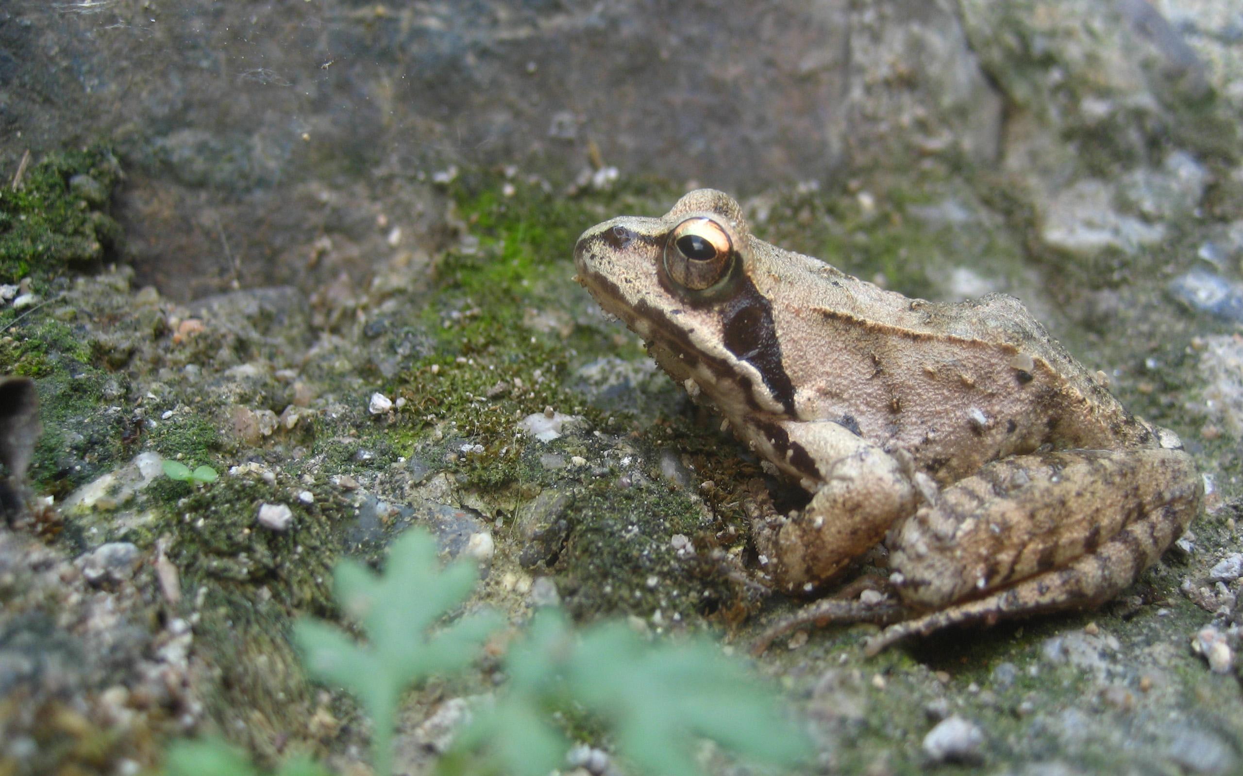frog, animals, curse, nature, animal, s, 2K, witche, rocks, HD Wallpaper