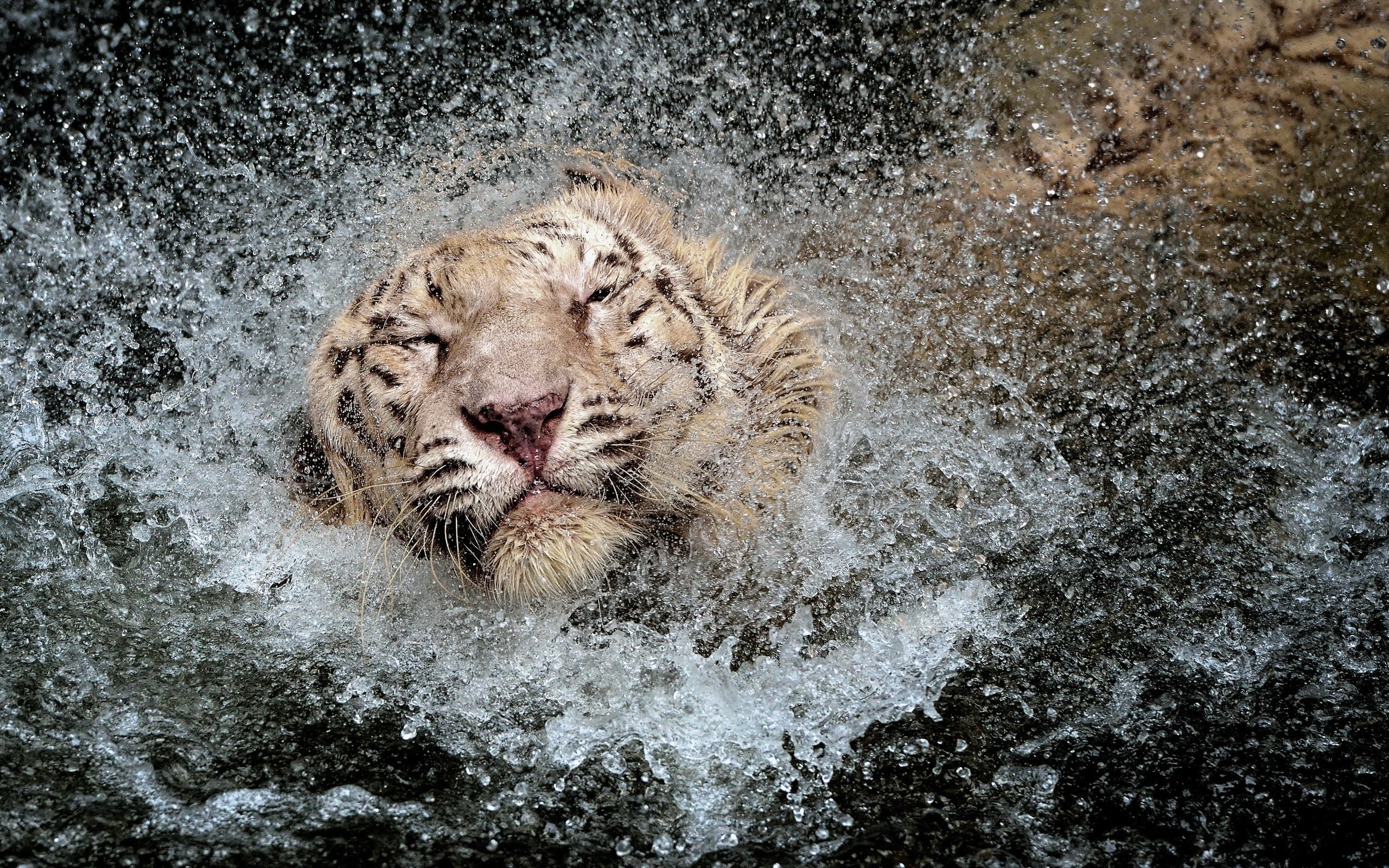 water, tiger, 2K, spray, HD Wallpaper