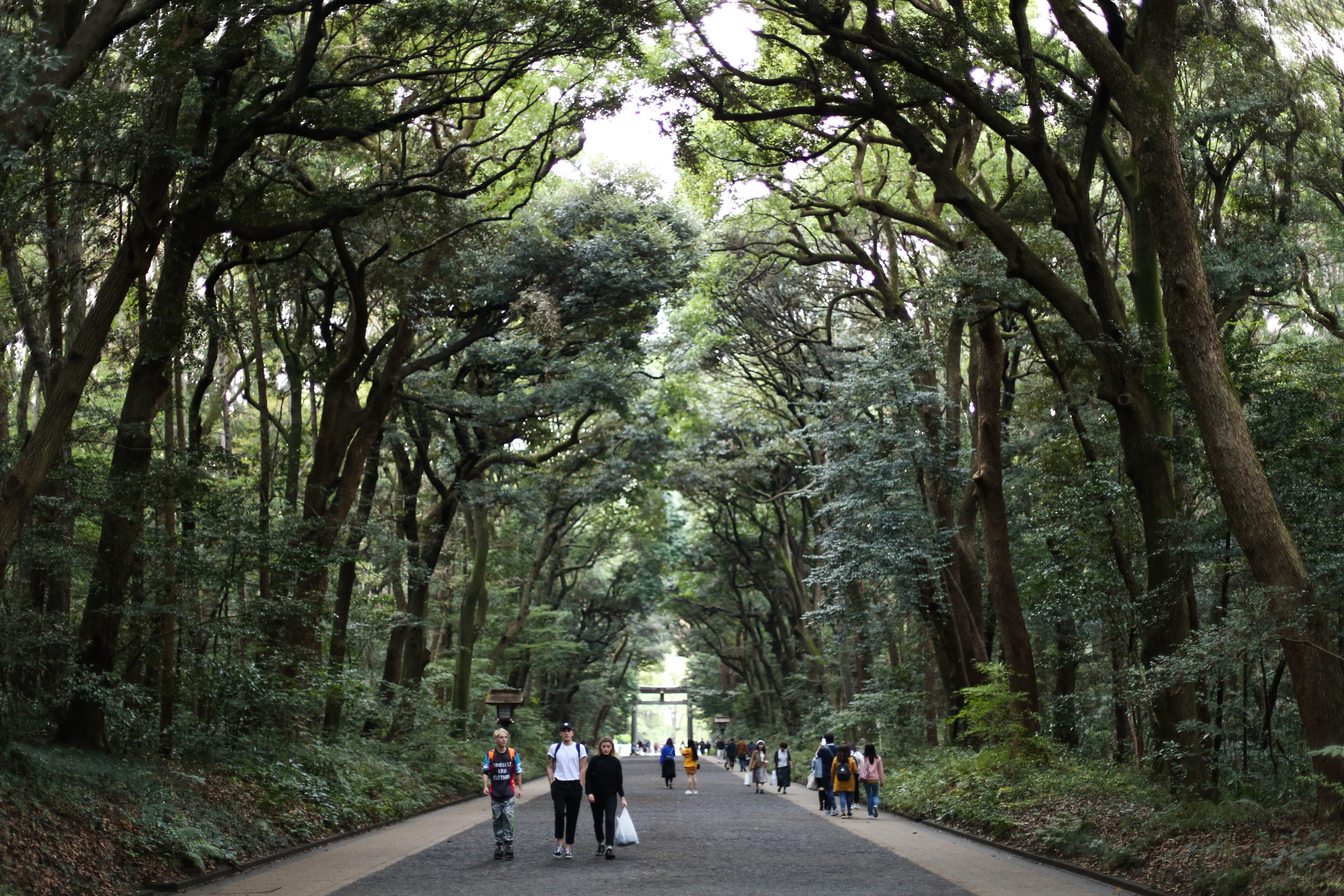 vegetation, tree, day, forest, men, tokyo, trees, footpath, trail, growth, the way forward, incidental people, beauty in nature, diminishing perspective, HD Wallpaper