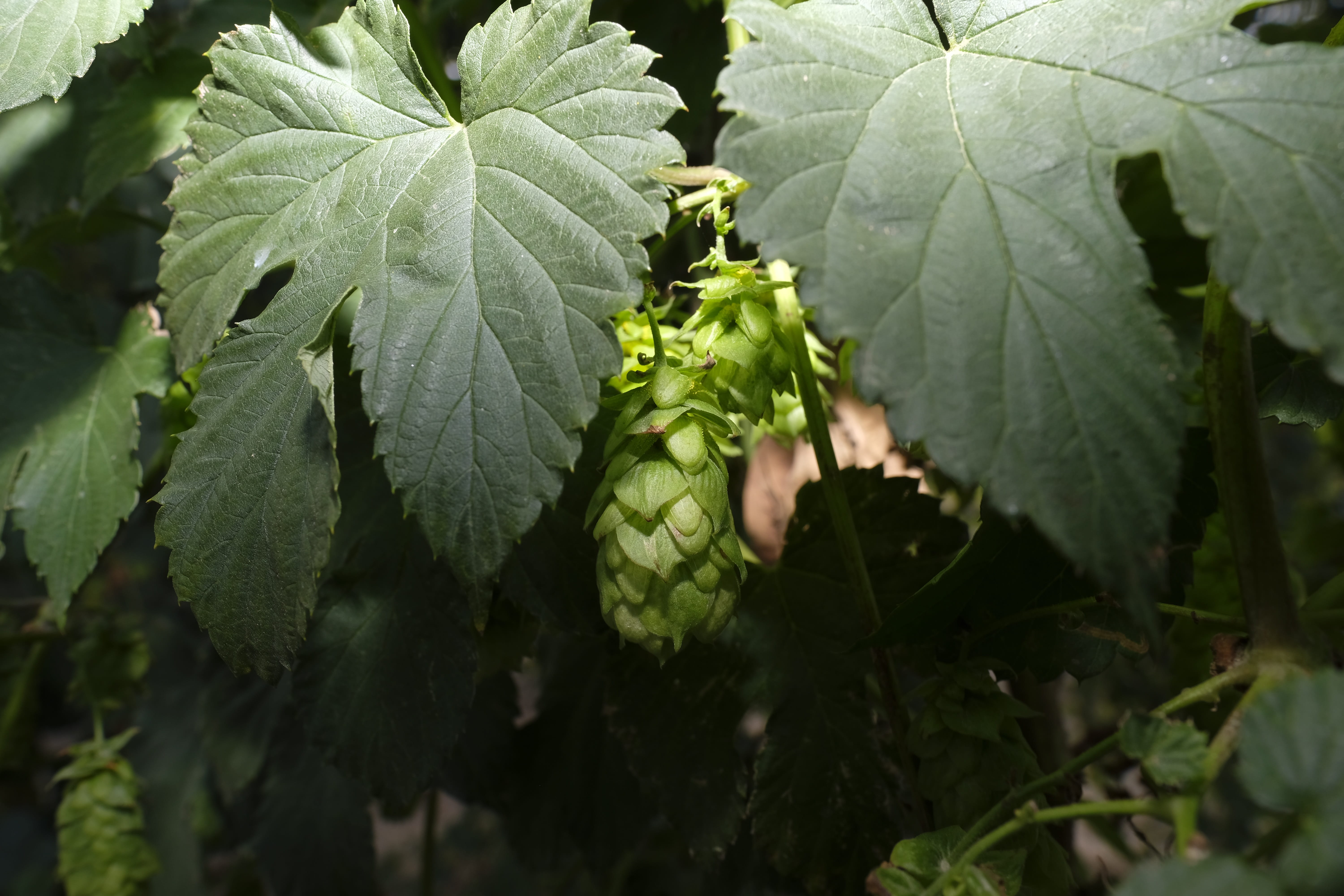 growth, spice, brew, beer, food, outdoors, sunlight, day, focus on foreground, close-up, food and drink, no people, leaf, hop plant, fruit, plant part, HD Wallpaper