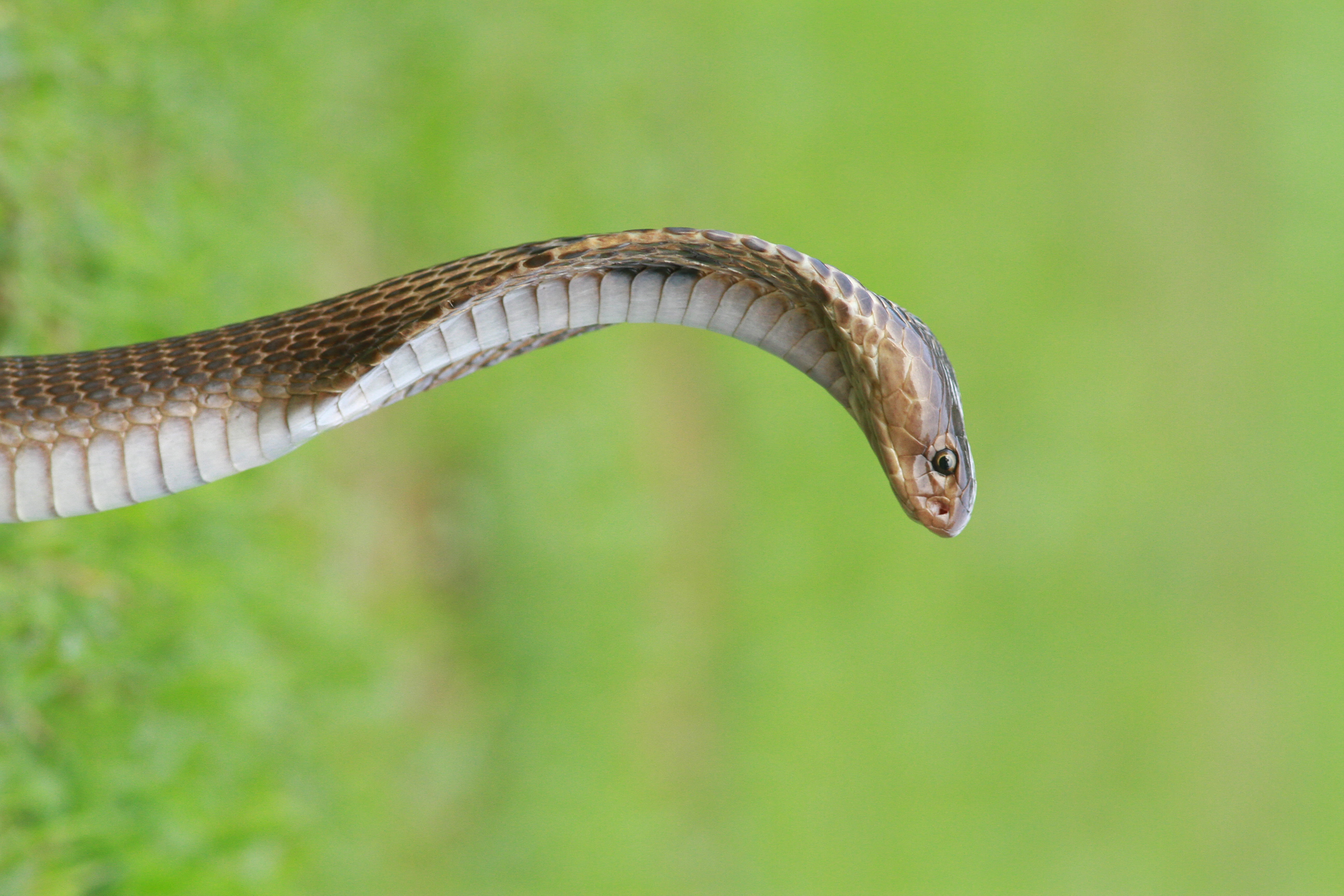 zoology, nag, day, outdoors, animal, jungle, flame of the forest safari lodge, animal body part, spectecledcobra, selective focus, photo, close, indiancobra, HD Wallpaper