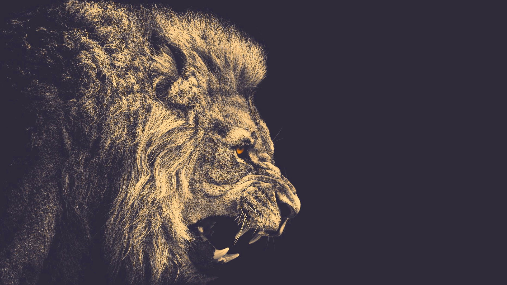 backgrounds, animal, human Face, beige, illustration, animal themes, animal wildlife, copy space, large, undomesticated Cat, cat, lion, grayscaled, domestic animals, HD Wallpaper