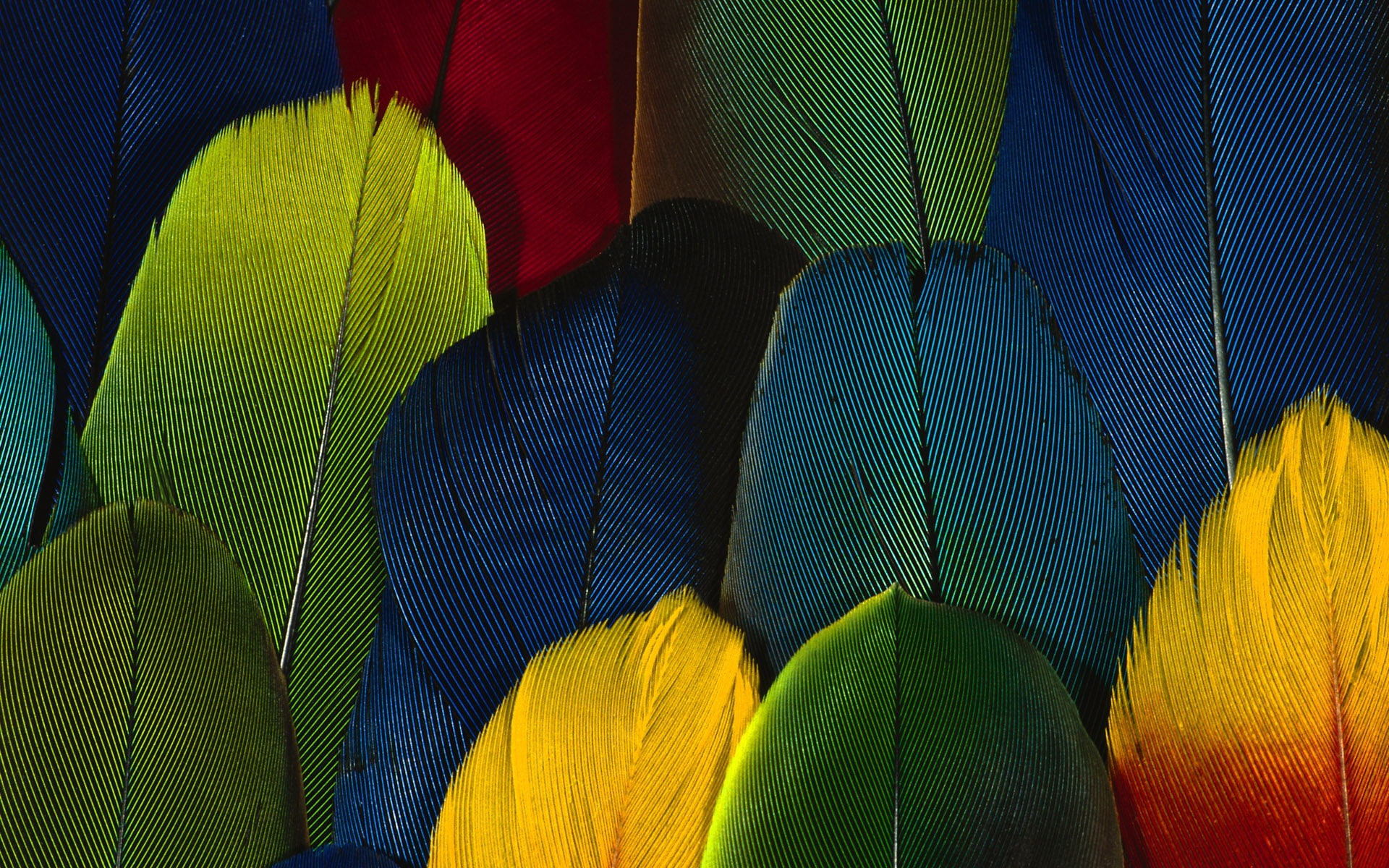 feather, close, 1080P, Colorful, Feathers, color, HD Wallpaper