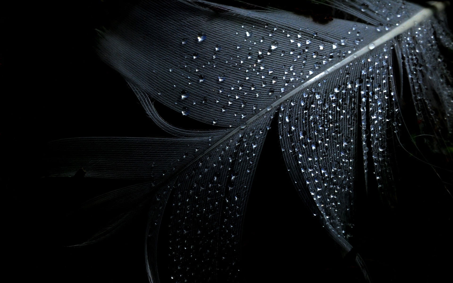 water, plant, feather, close-up, leaf, 1080P, black background, plant part, indoors, raindrop, wet, studio shot, rain, white, water drops, drop, feathers, HD Wallpaper
