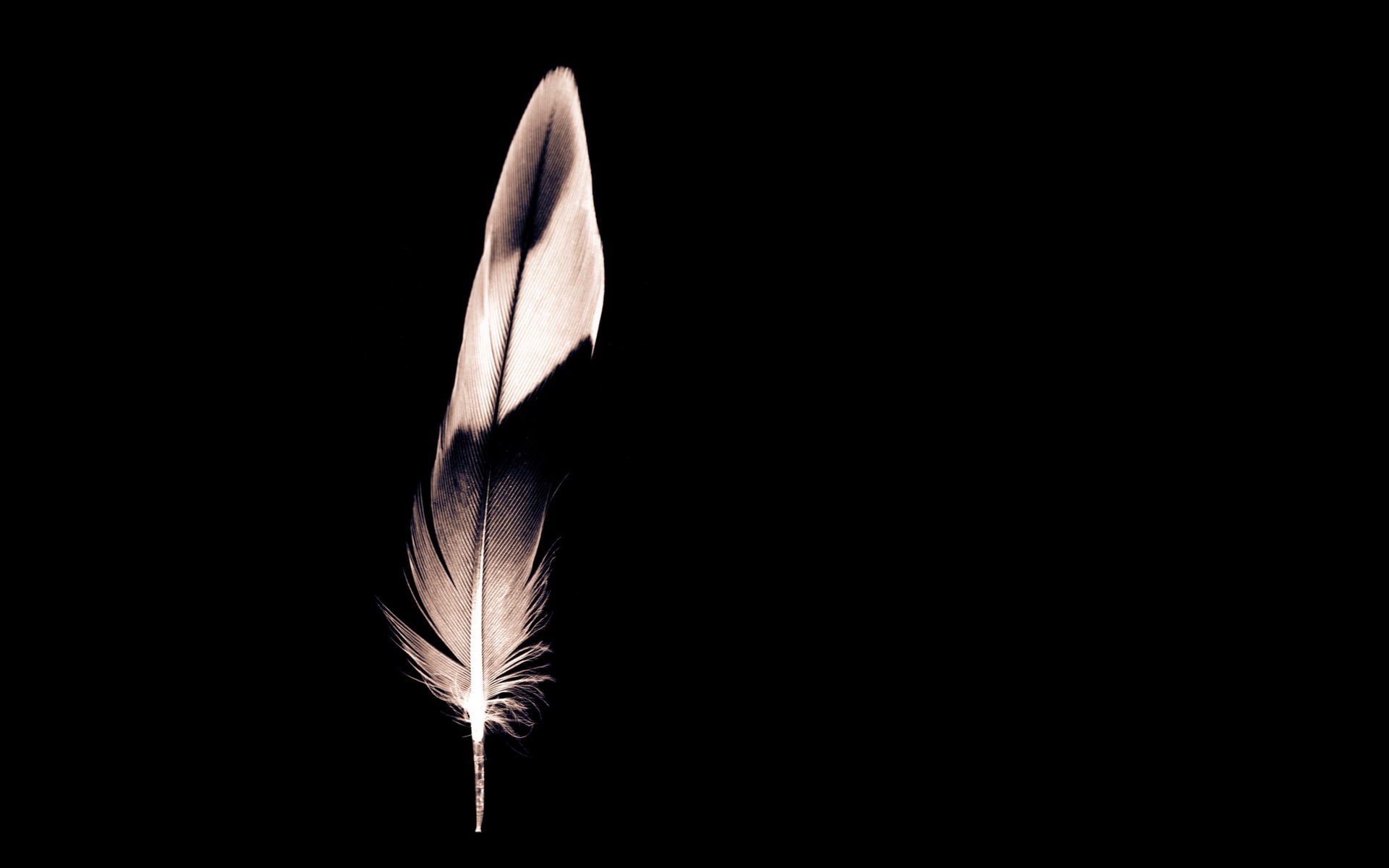 1080P, black, minimalist, white, feather, HD Wallpaper