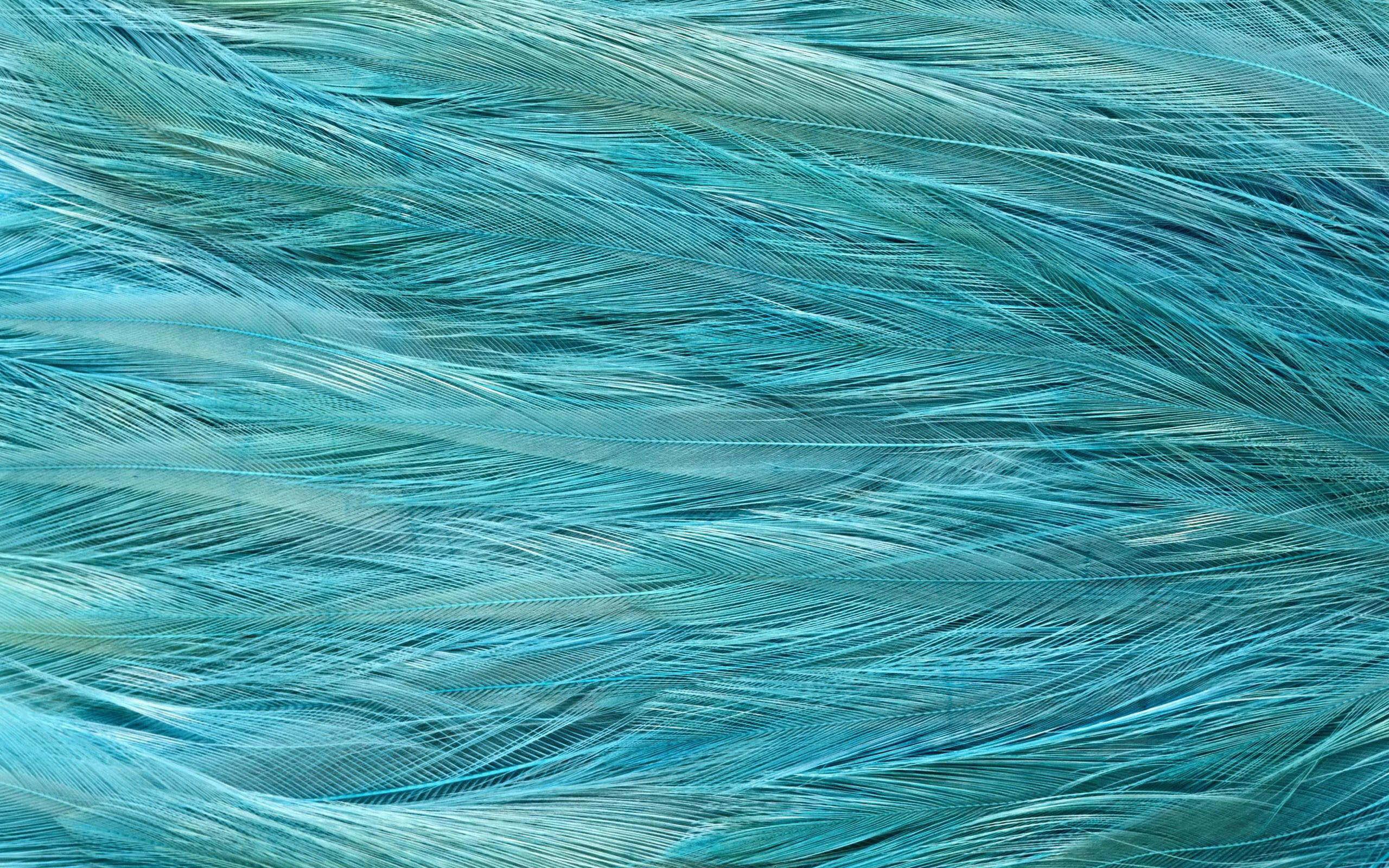 abstract, texture, feather, 2K, 2560x1600, HD Wallpaper