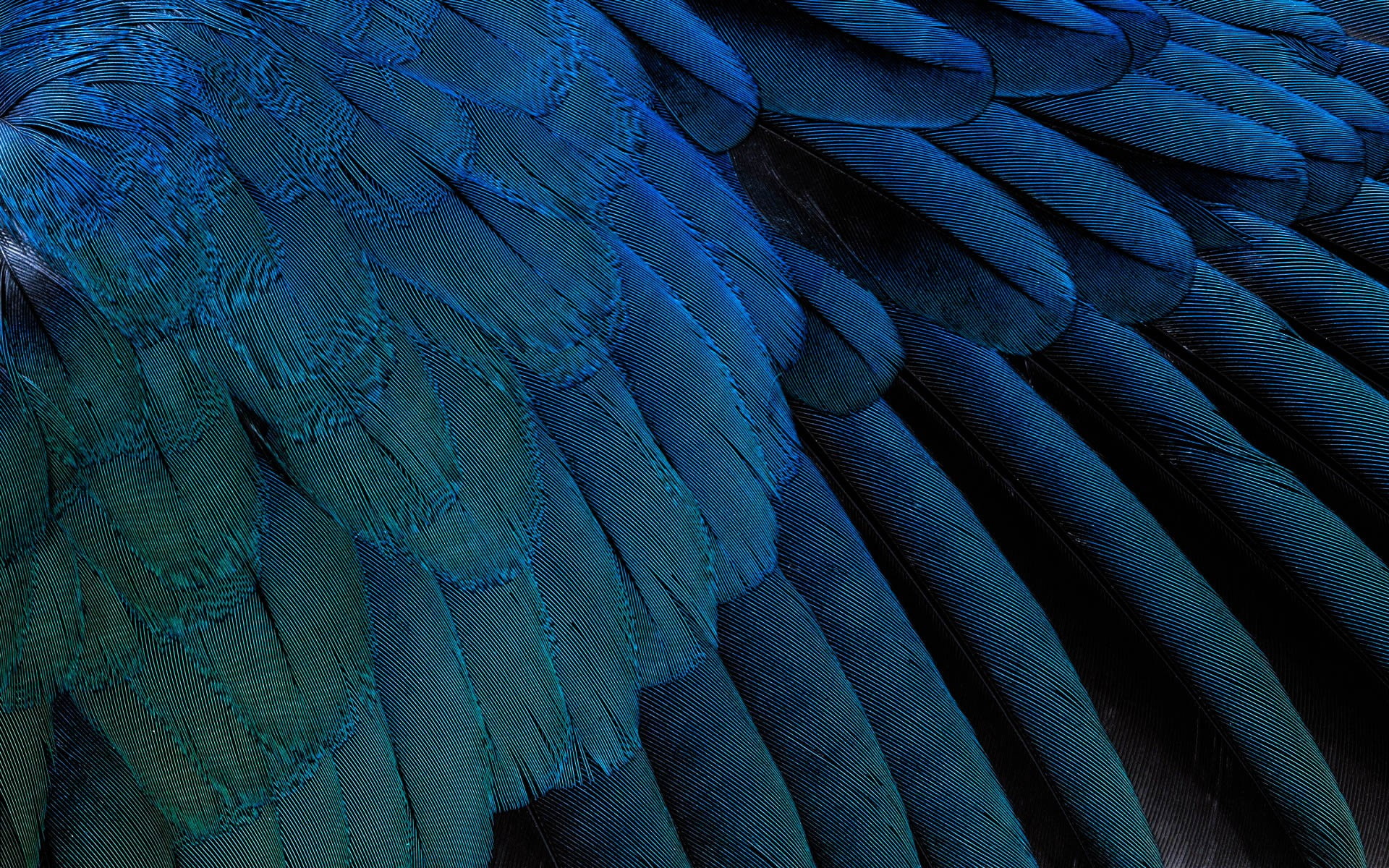 1080P, feathers, HD Wallpaper