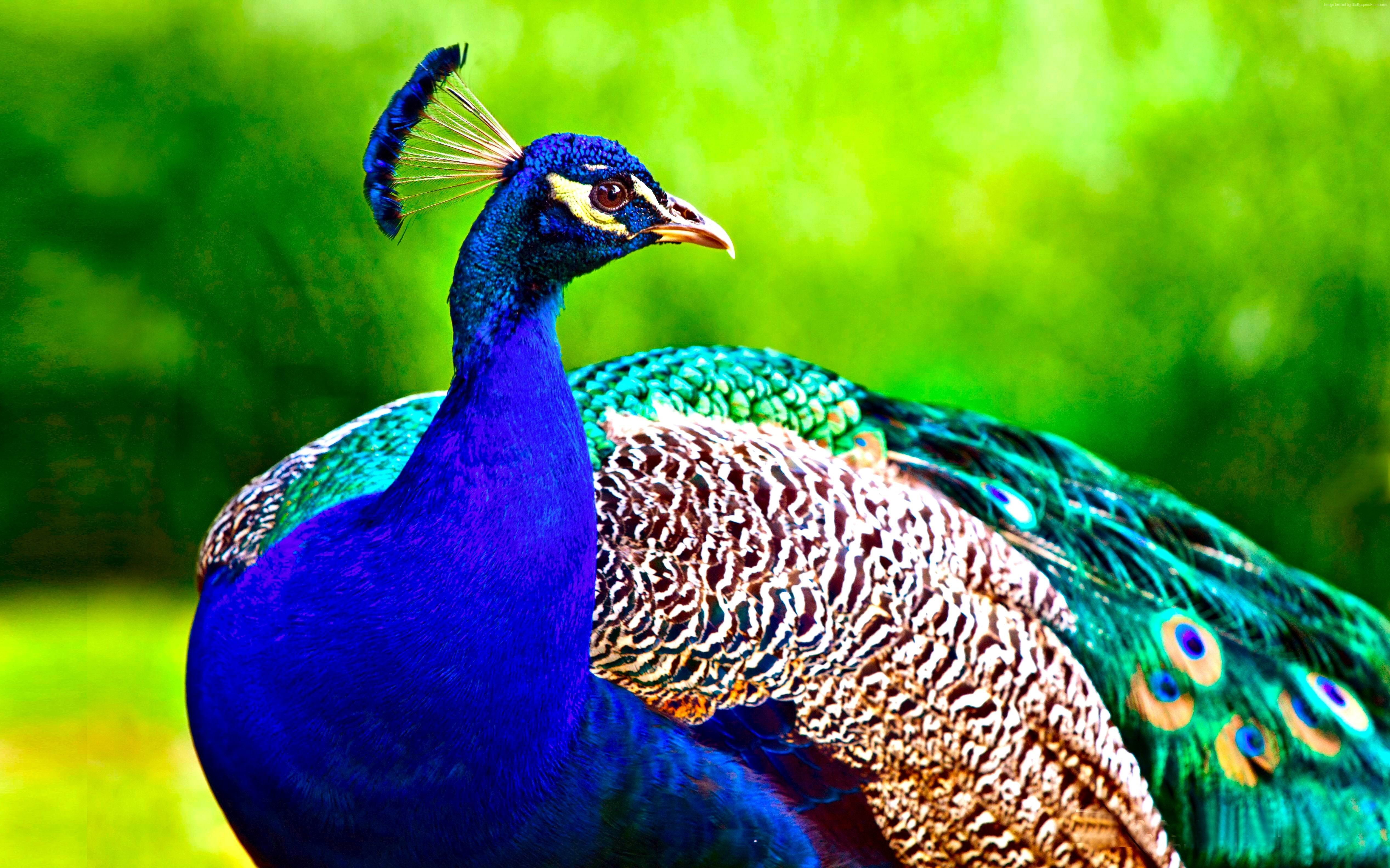 animal head, animal themes, close-up, vertebrate, focus on foreground, animals in the wild, beauty in nature, day, male animal, animal, blue, animal body part, HD Wallpaper