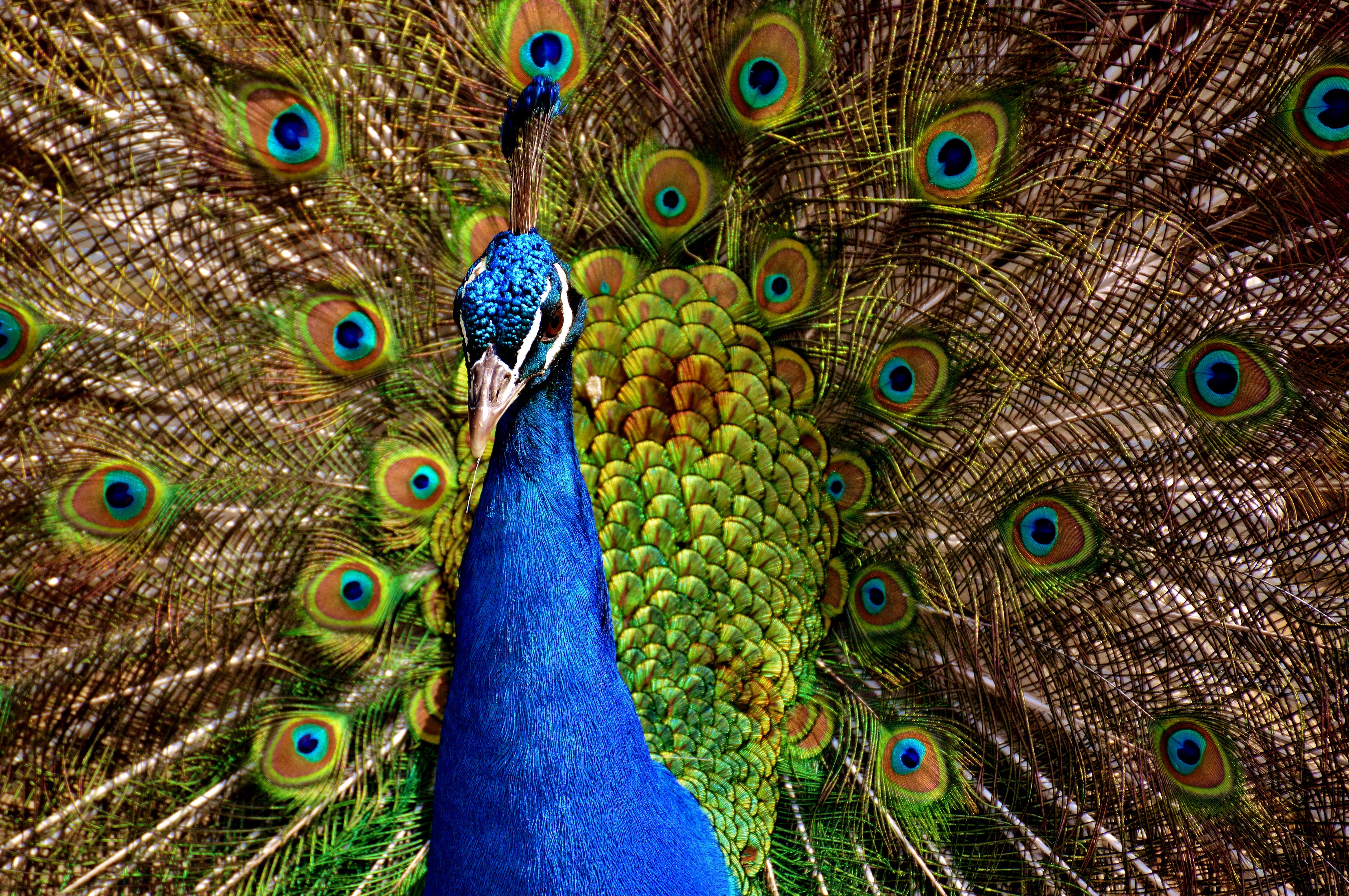 peacock feathers, animal body part, blue, fanned out, pride, no people, full frame, green, colorful, peacock feather, animals in the wild, multi colored, HD Wallpaper