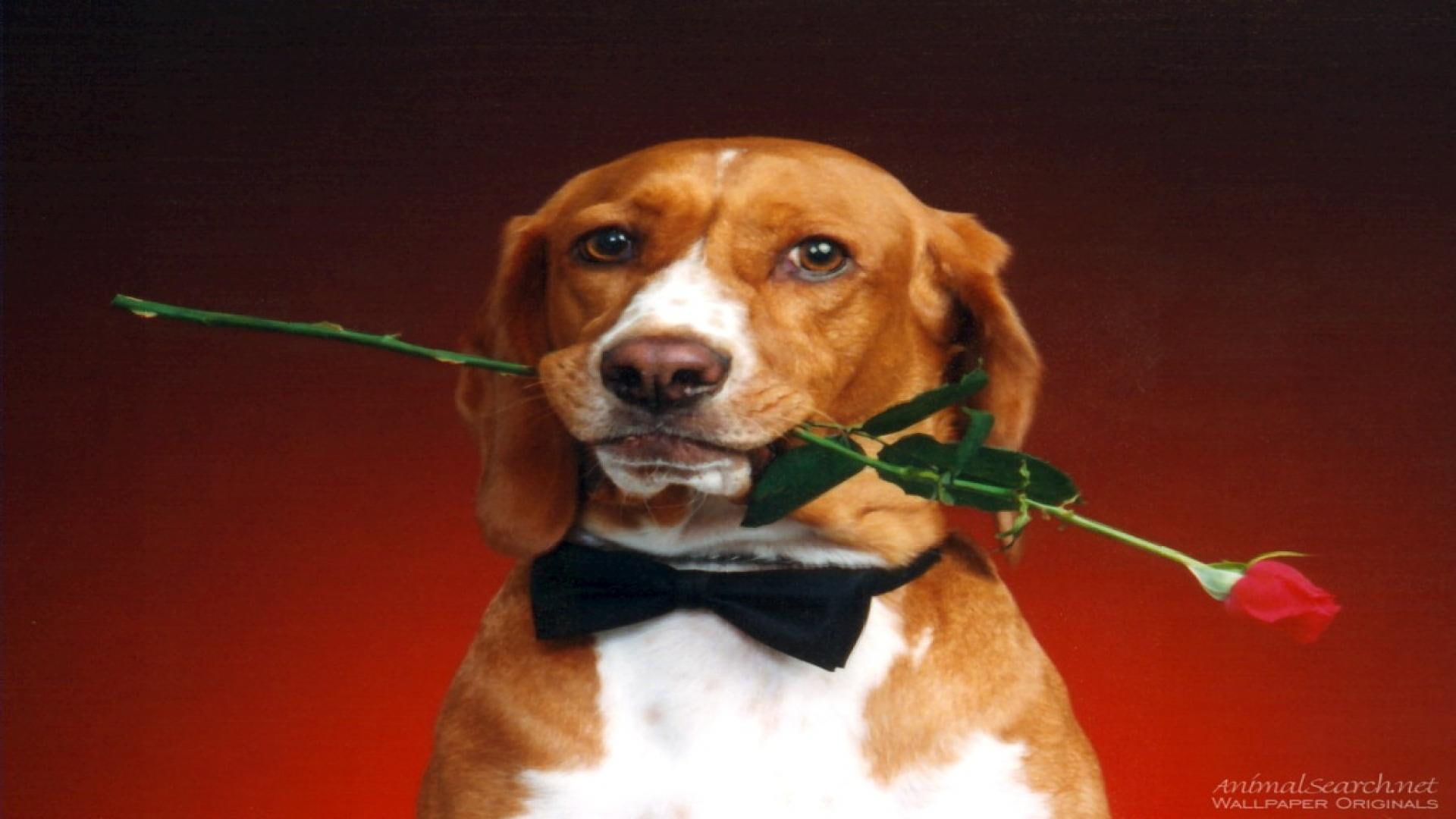 hound, dog, animals, bowtie, 1080P, rose, bow tie, cute, HD Wallpaper