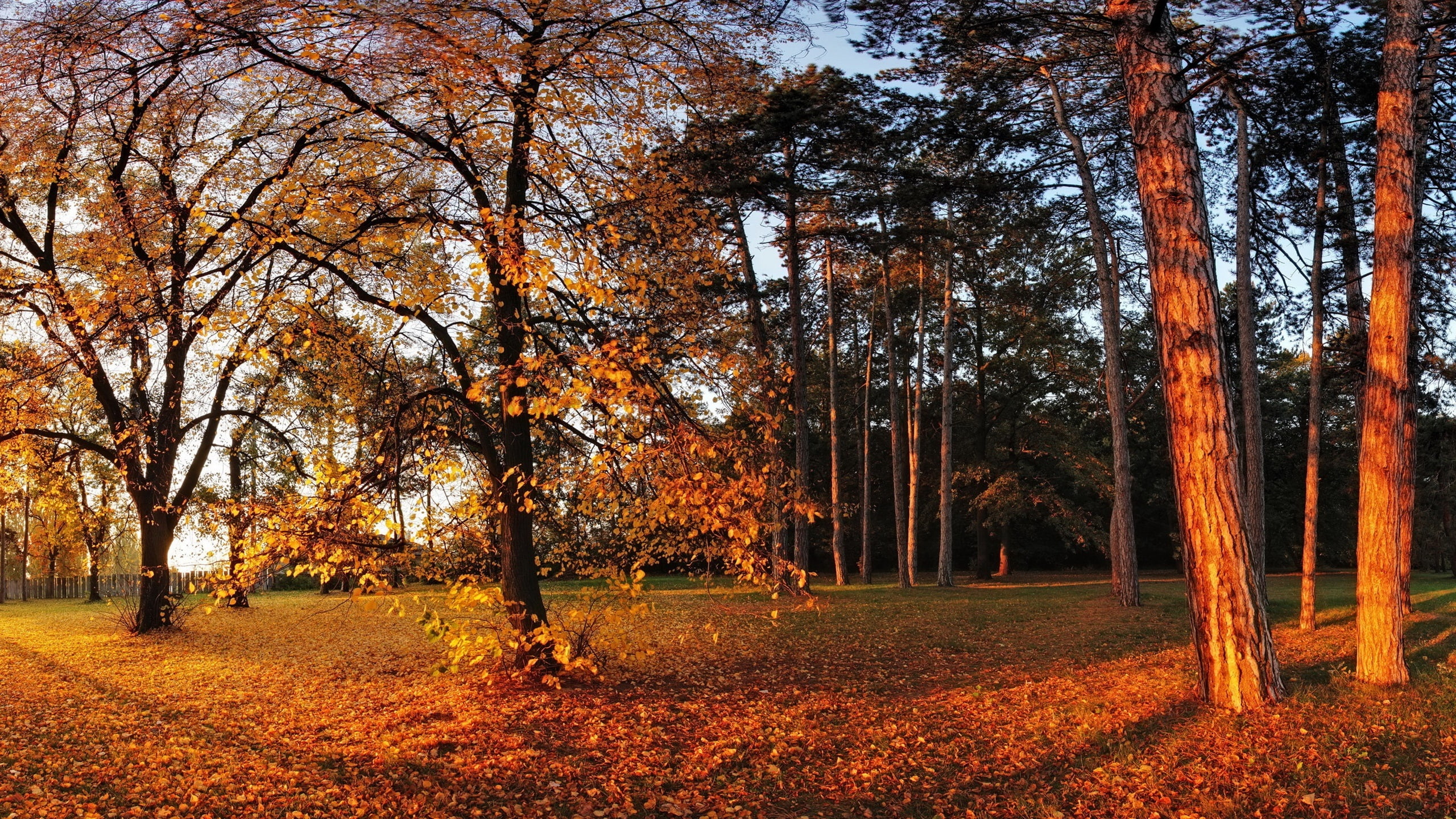 Leaves, Park, Foliage, 2K, Yellow, Trees, Autumn, Sun, HD Wallpaper