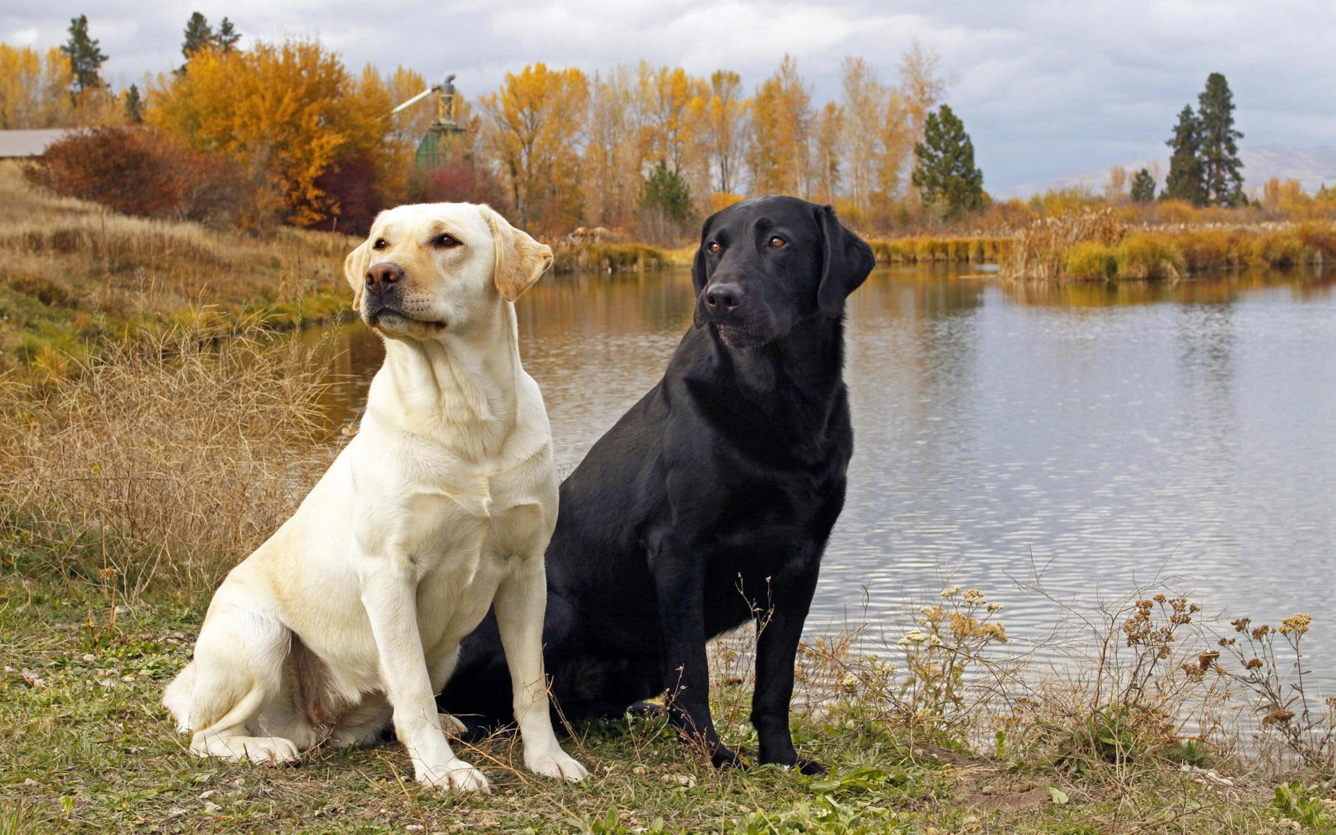 ying, animals, dogs, 1080P, cute, yang, HD Wallpaper
