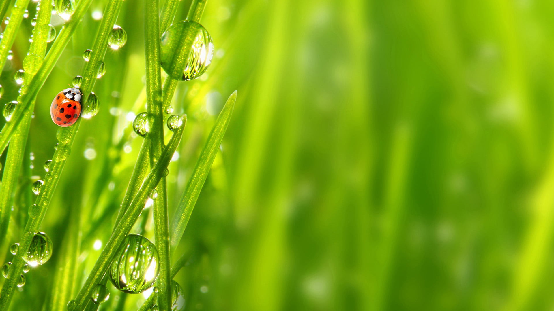 1080P, purity, outdoors, green color, wheat, animal themes, stem, greenery, macro, close-up, ladybug, no people, farm, nature, blade of grass, bamboo, HD Wallpaper