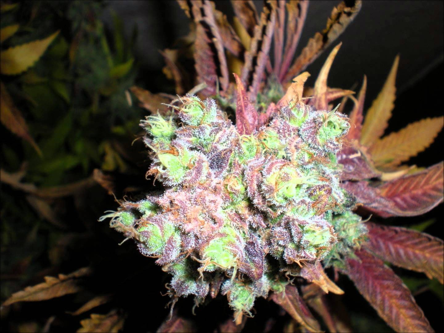 trippy, rasta, psychedelic, nature, drug, cannabis, weed, marijuana, drugs, reggae, 420, plant, 720P, HD Wallpaper