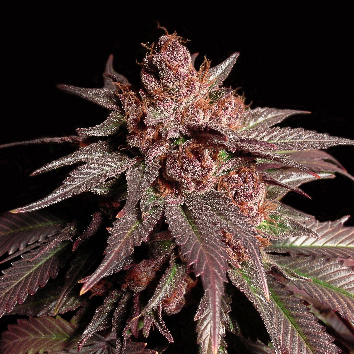 rasta, plant, drug, nature, 420, cannabis, weed, drugs, psychedelic, reggae, 720P, marijuana, trippy, Phone HD Wallpaper