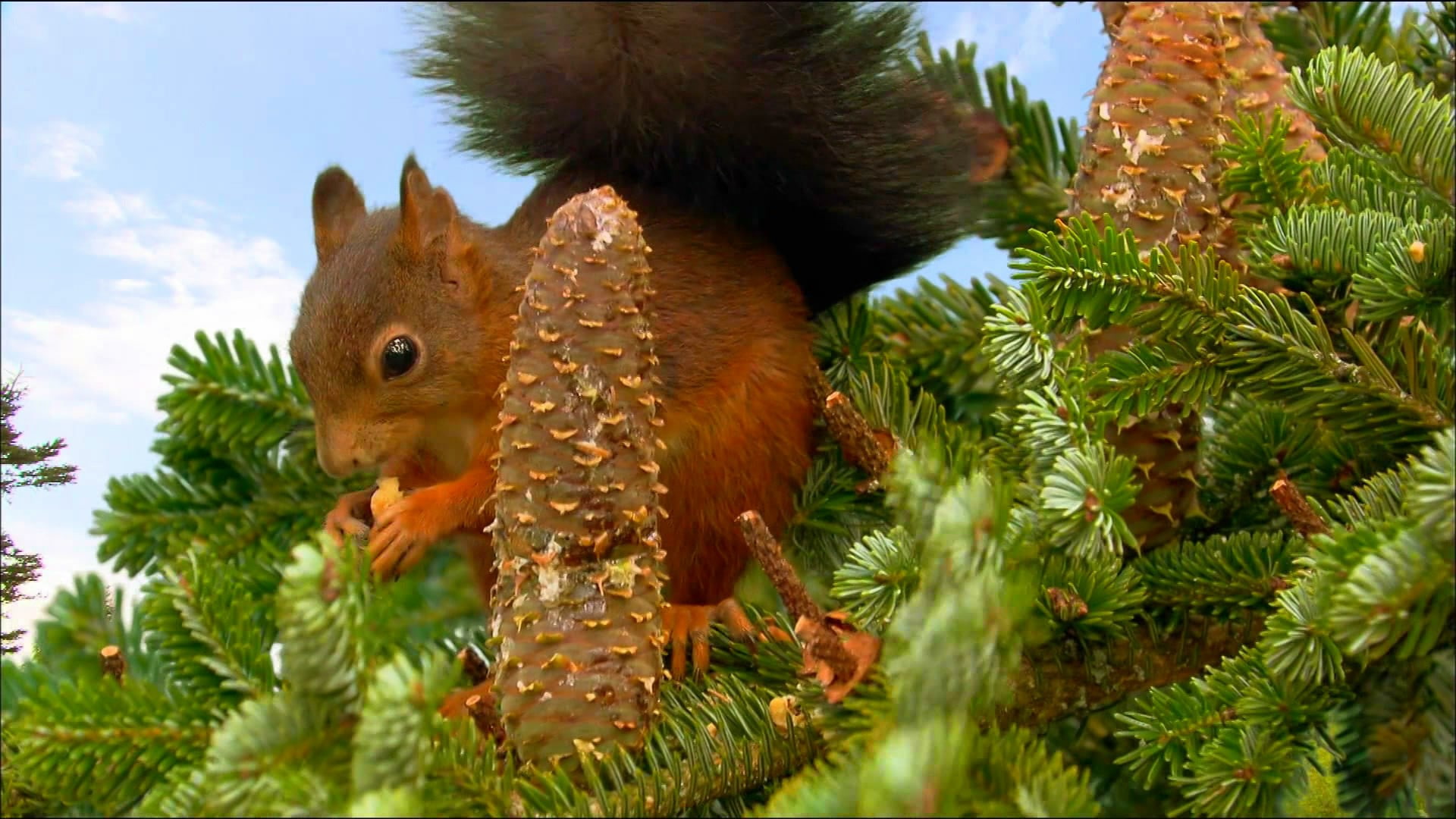 conifer, cones, squirrel, brown, day, animal wildlife, mammal, vertebrate, rodent, animal themes, growth, close-up, outdoors, no people, plant, whisker, HD Wallpaper