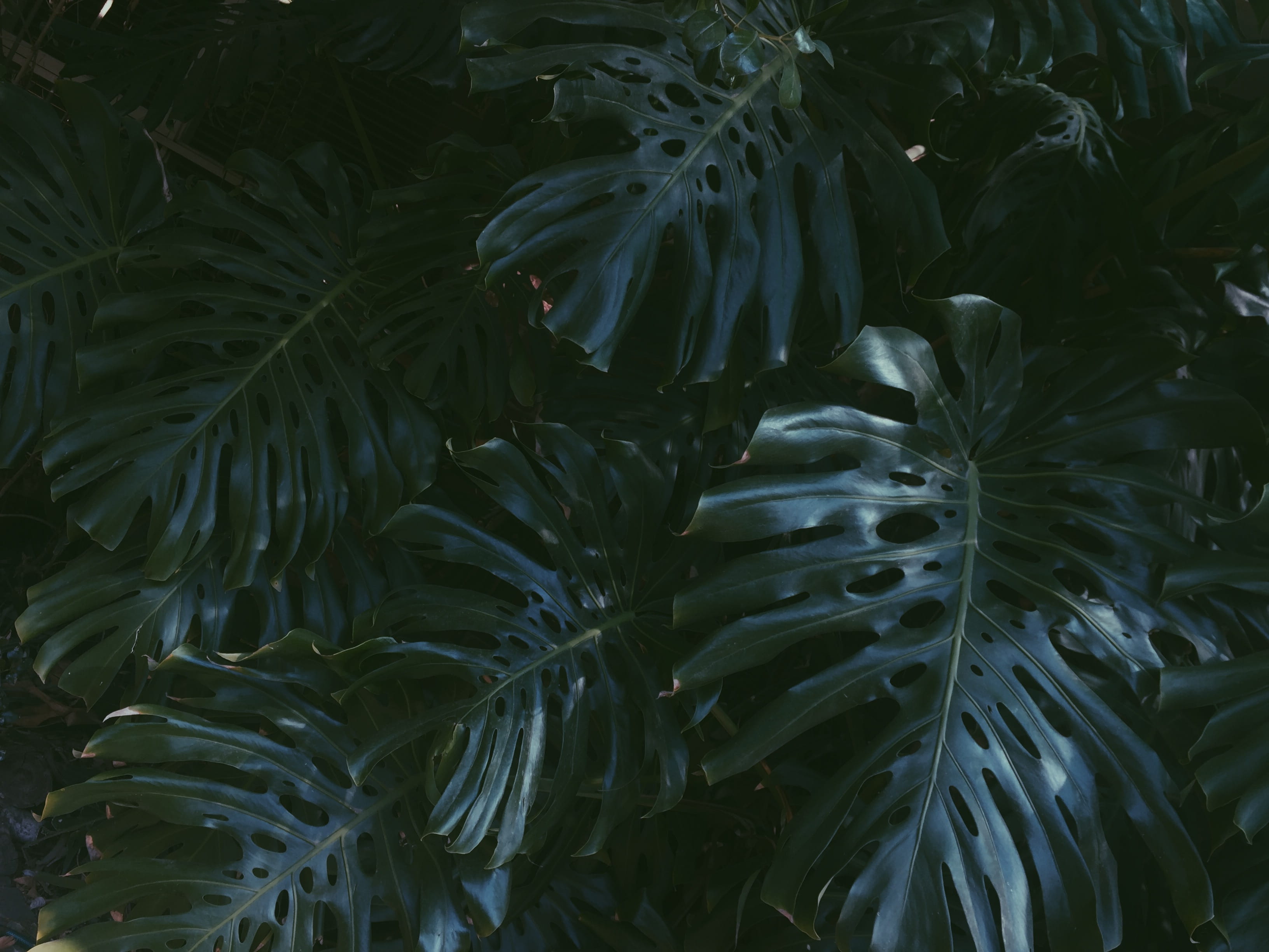 high angle view, animal wildlife, conifer, leaf, astragalus, blossom, cheese, plant, mimosa, day, rainforest, sea, abies, underwater, yew, green color, HD Wallpaper