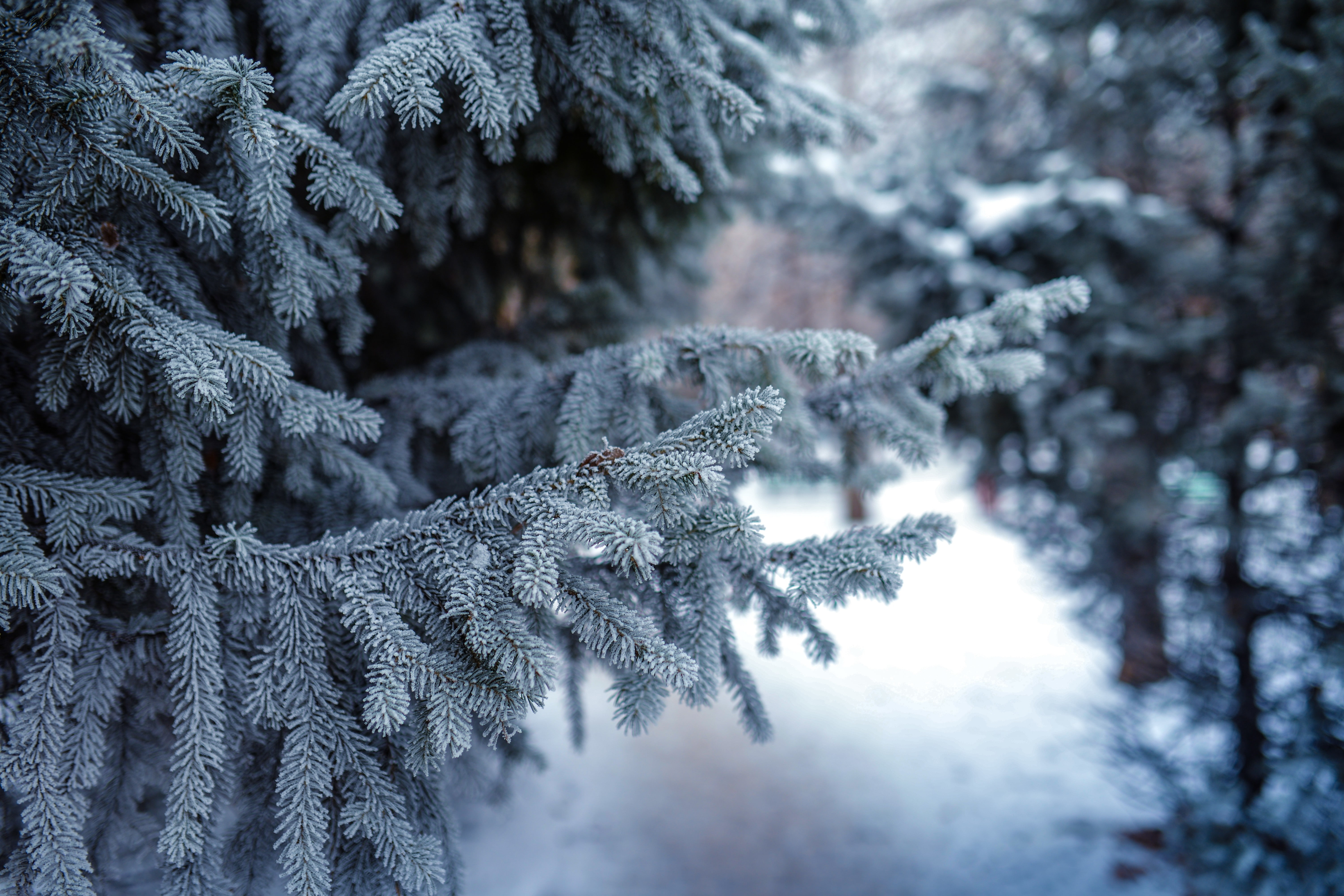 trees, depth of field, forest, conifer, 5K, snow, winter, HD Wallpaper