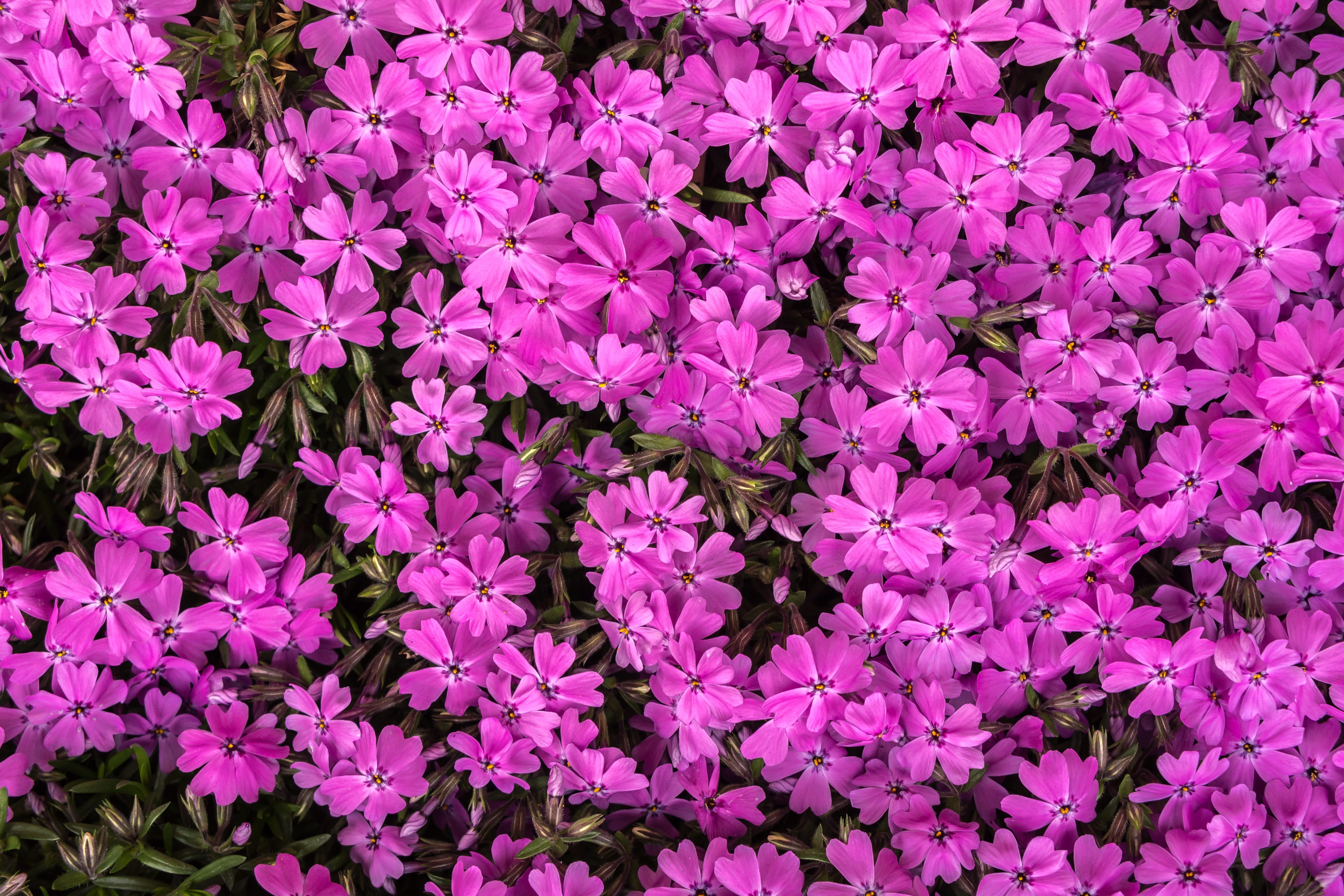 blossom, close-up, purple, inflorescence, behold, spring, petal, full frame, day, summer, nature, pattern, april, flower, high angle view, pink Color, multi Colored, HD Wallpaper