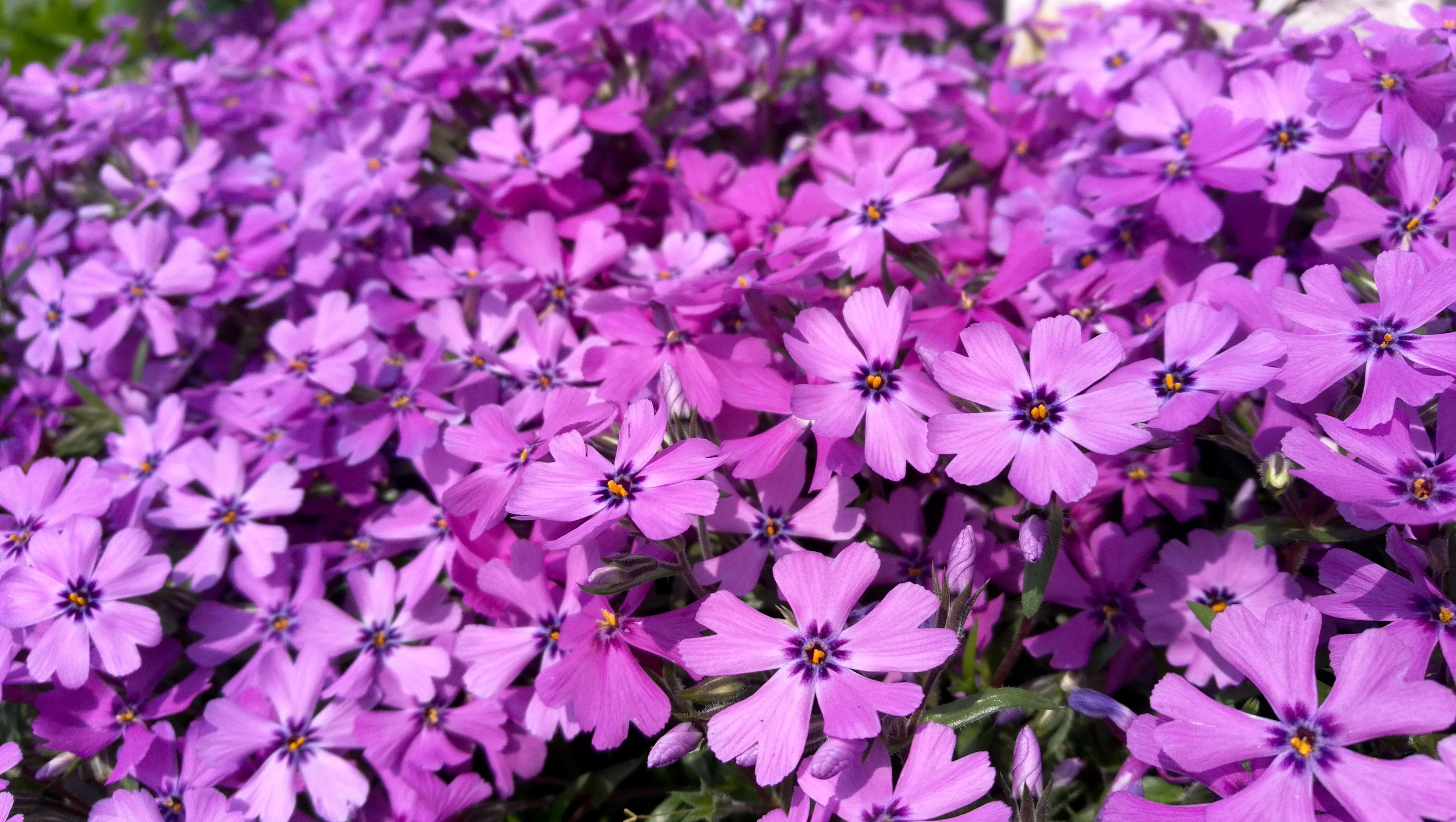 flowers, 4K, backgrounds, pink color, full frame, flower head, beauty in nature, springtime, fragility, gregariousness, cute, nature, inflorescence, no people, HD Wallpaper