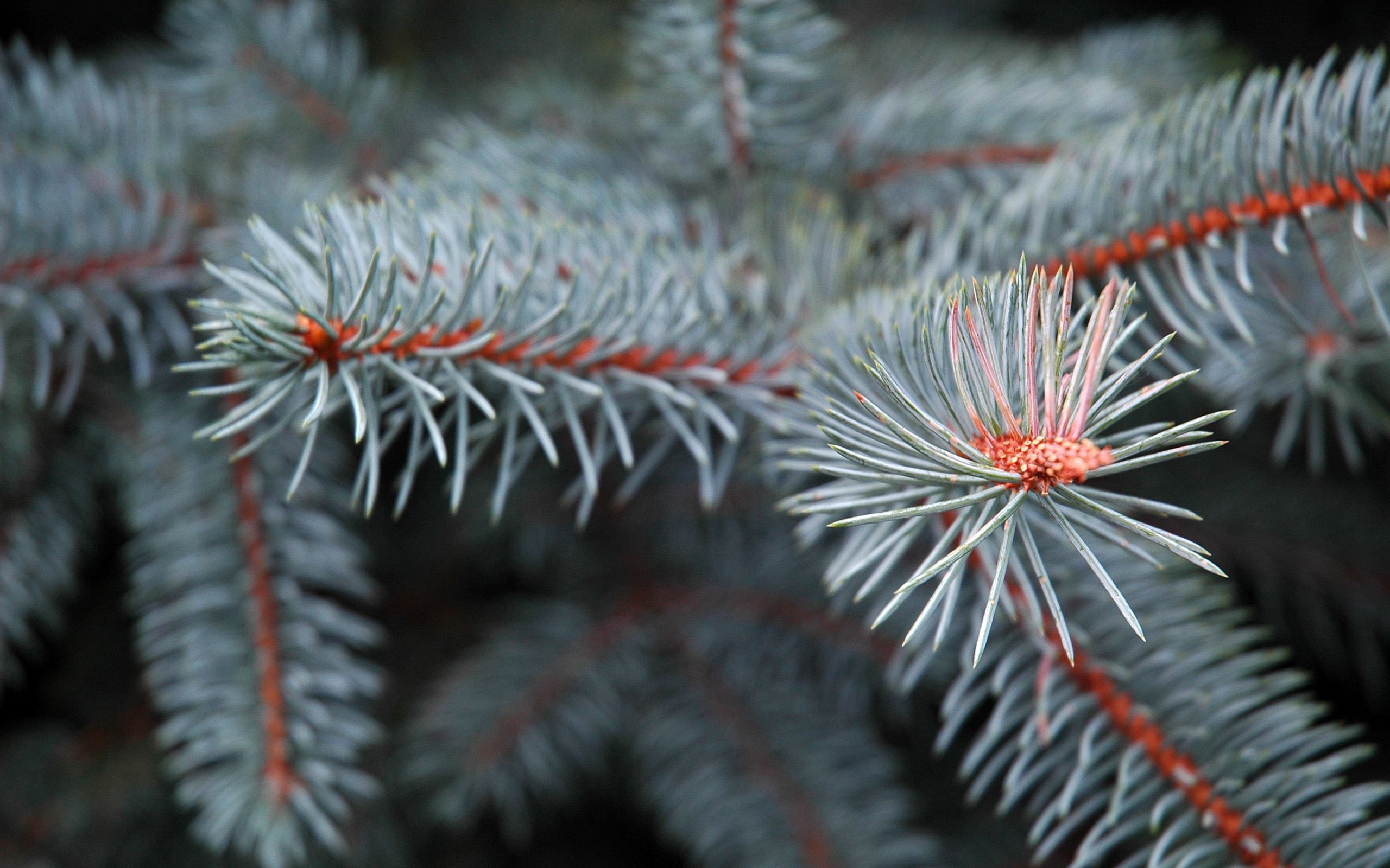 branch, depth of field, trees, nature, 2K, macro, conifer, HD Wallpaper