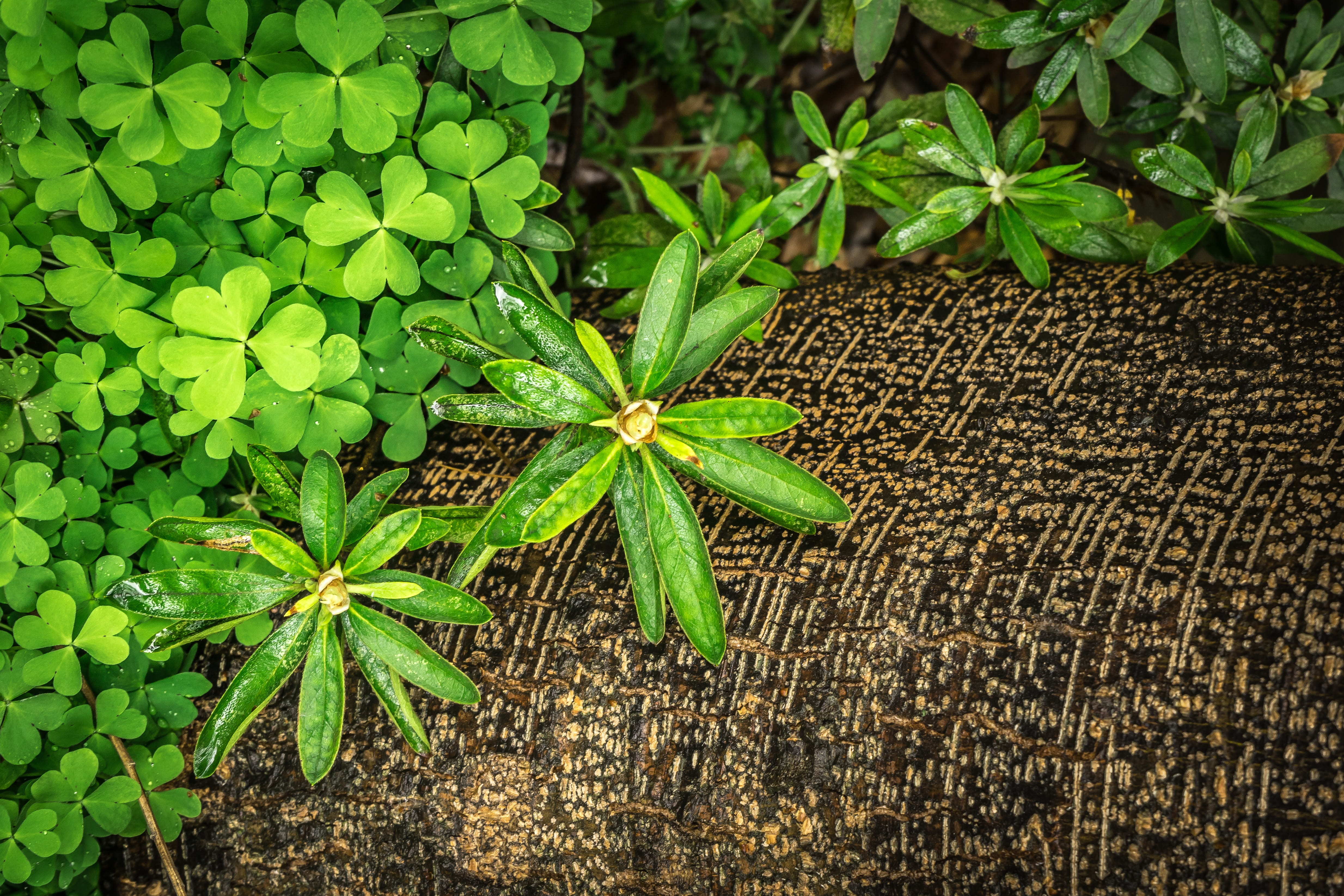 day, Spring, Nature, Clover, ground, botany, close-up, directly above, pattern, trickle, good luck, gregarious, Grass, leaf, no people, abstract, plant part, HD Wallpaper