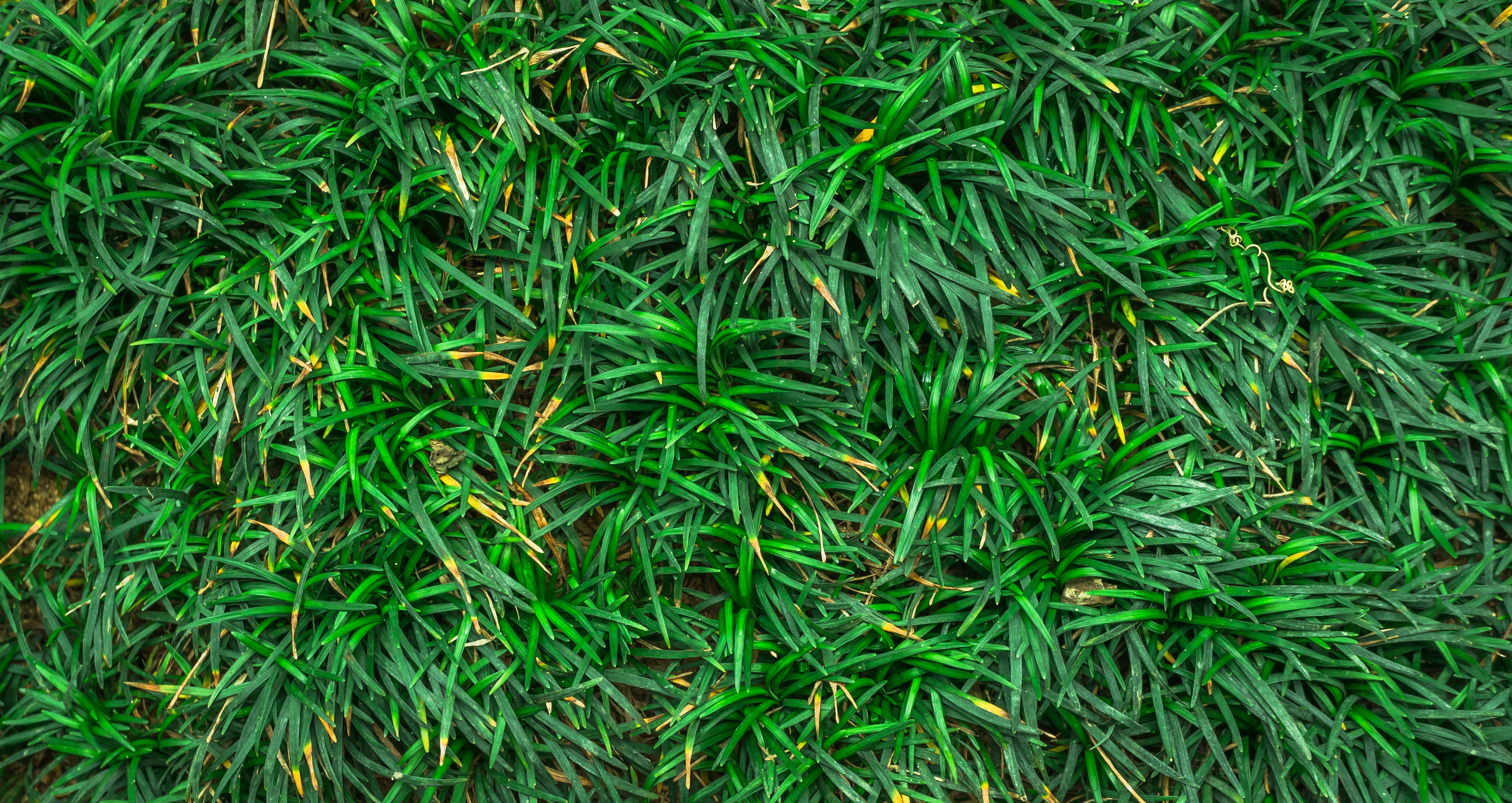 field, surface, grass, pattern, foliage, day, freshness, nature, outdoors, texture, plant, gregarious, high angle view, land, abstract, close-up, plants, HD Wallpaper