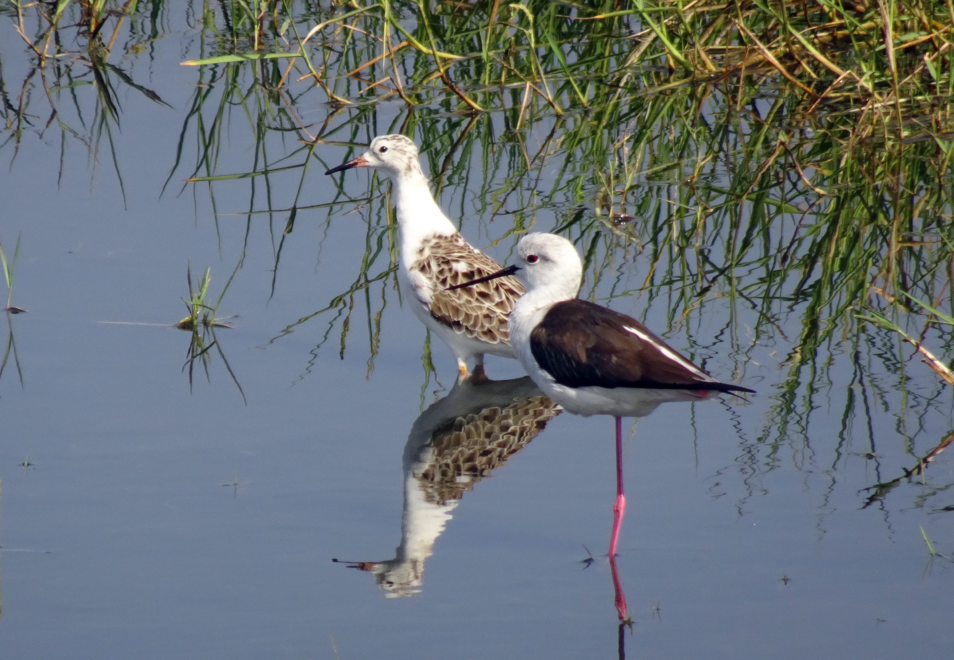 ornithology, calidris pugnax, outdoors, sandpiper, long-necked, 2K, no people, environment, bird, animals in the wild, animal, rajkot, wading, migratory, HD Wallpaper