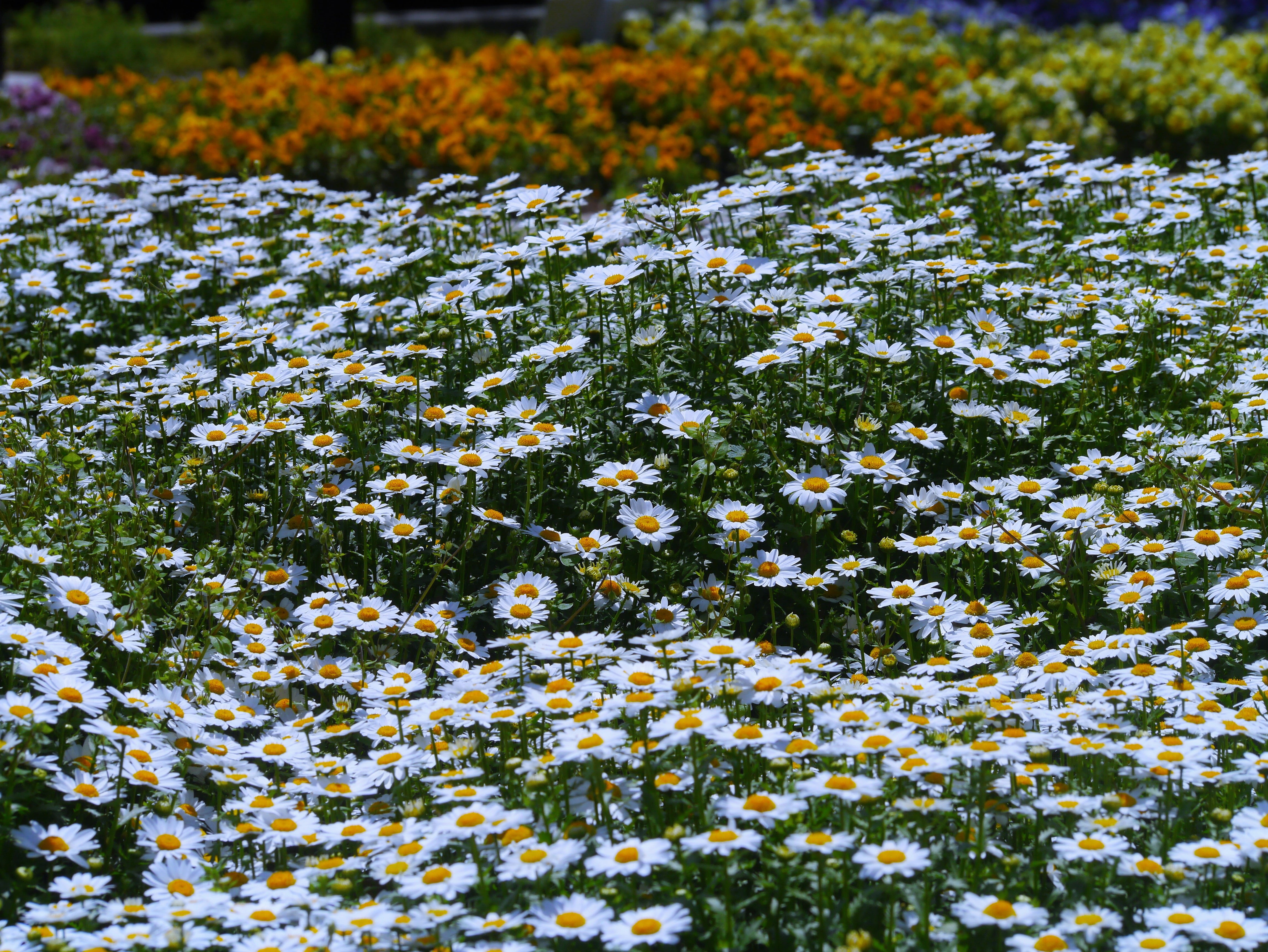 fragrance, white color, yellow, springtime, april, fragility, female, flower, kanagawa, gregariousness, aroma, nature, flowers, flower bed, daisy, abundance, HD Wallpaper