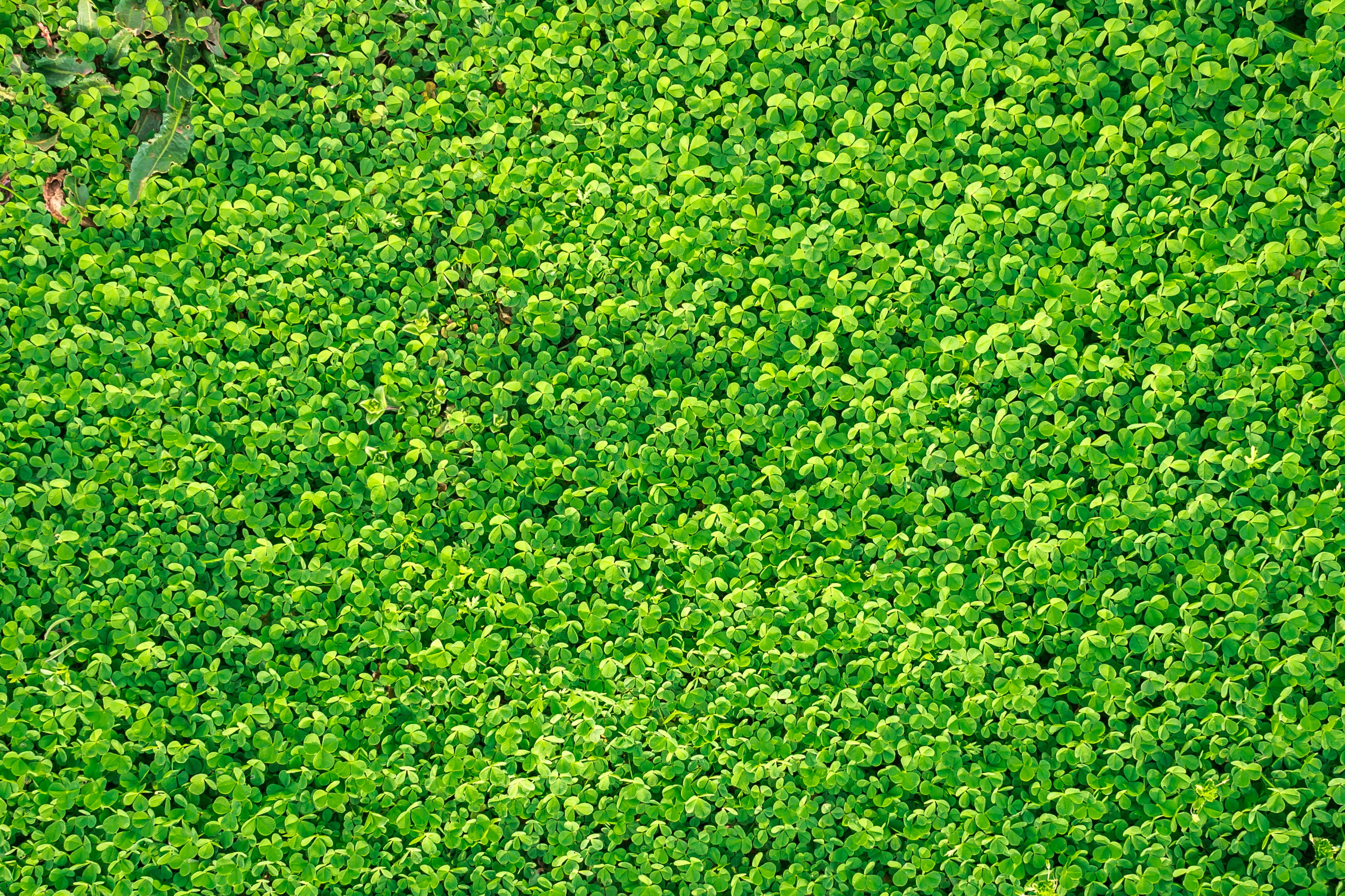 foliage, 2K, shamrock, full frame, field, outdoors, spring, beauty in nature, backgrounds, gregarious, good luck, pattern, nature, april, clover, grass, HD Wallpaper