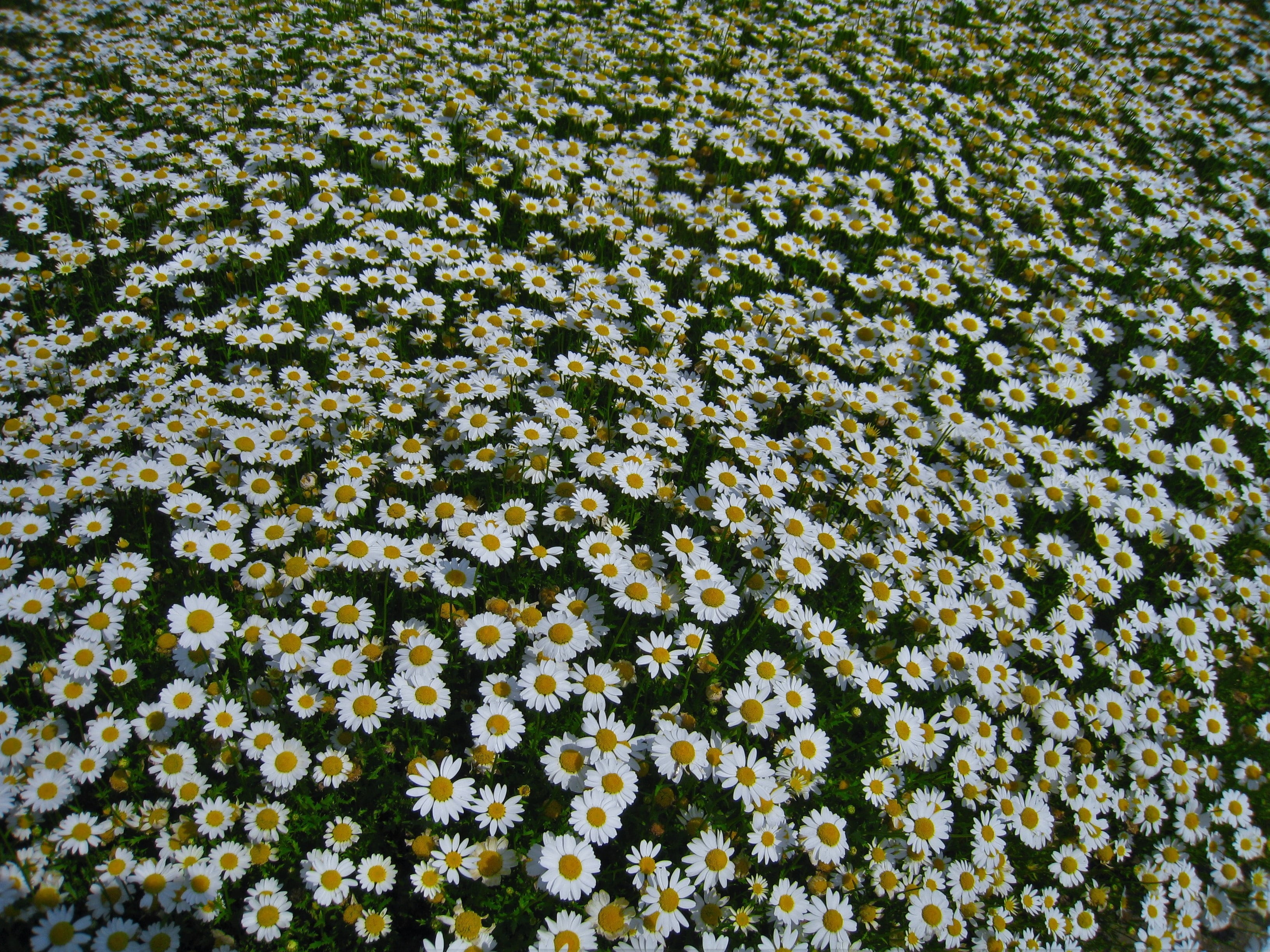 vulnerability, green, growth, pretty, meek, outdoors, freshness, yellow, female, day, cute, 2K, no people, daisy, plant, kanagawa, full frame, backgrounds, HD Wallpaper
