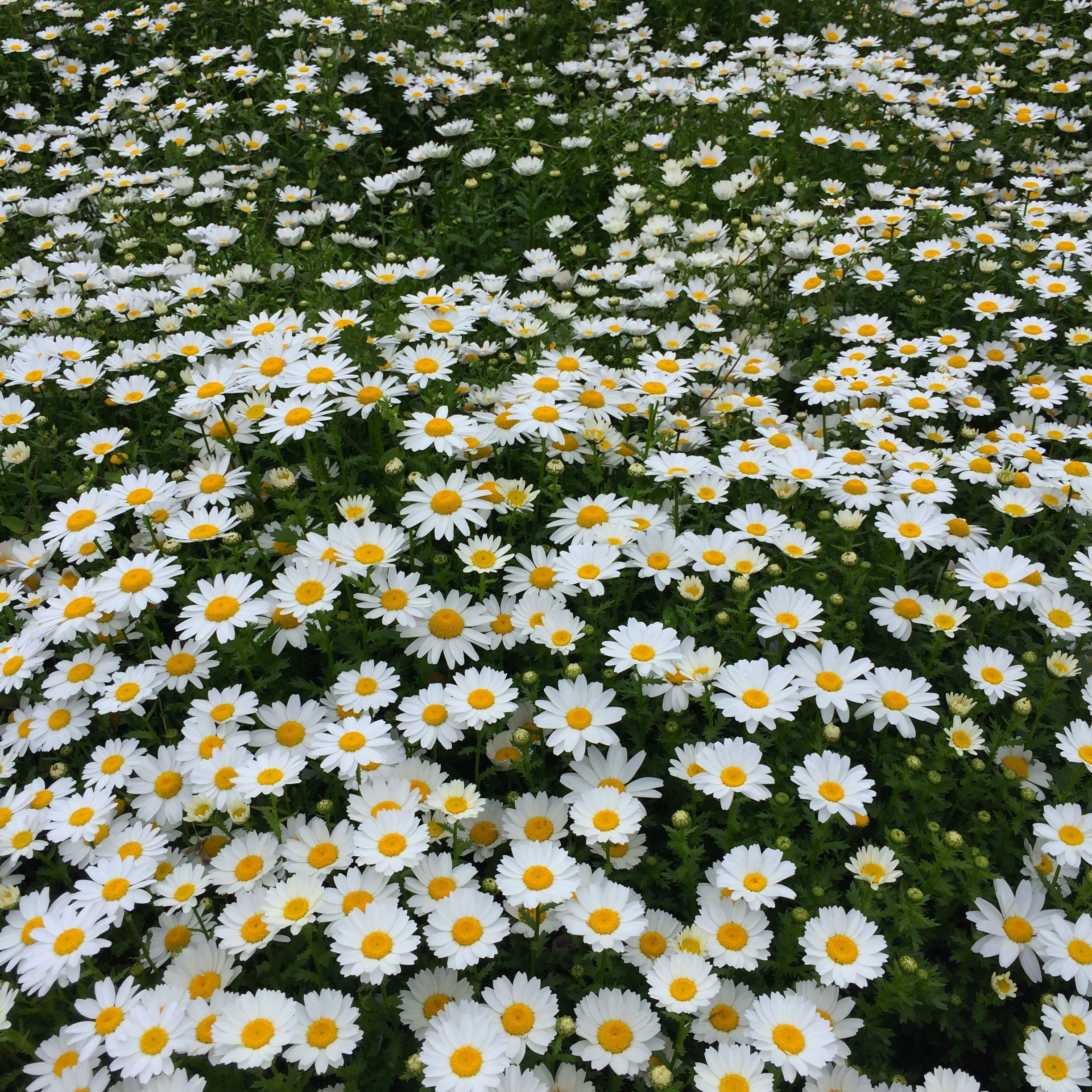 close-up, flower garden, flower bed, white, flowers, springtime, margaret, daisy, yokosuka, pretty, cute, petal, summer, flowering plant, vulnerability, Phone HD Wallpaper