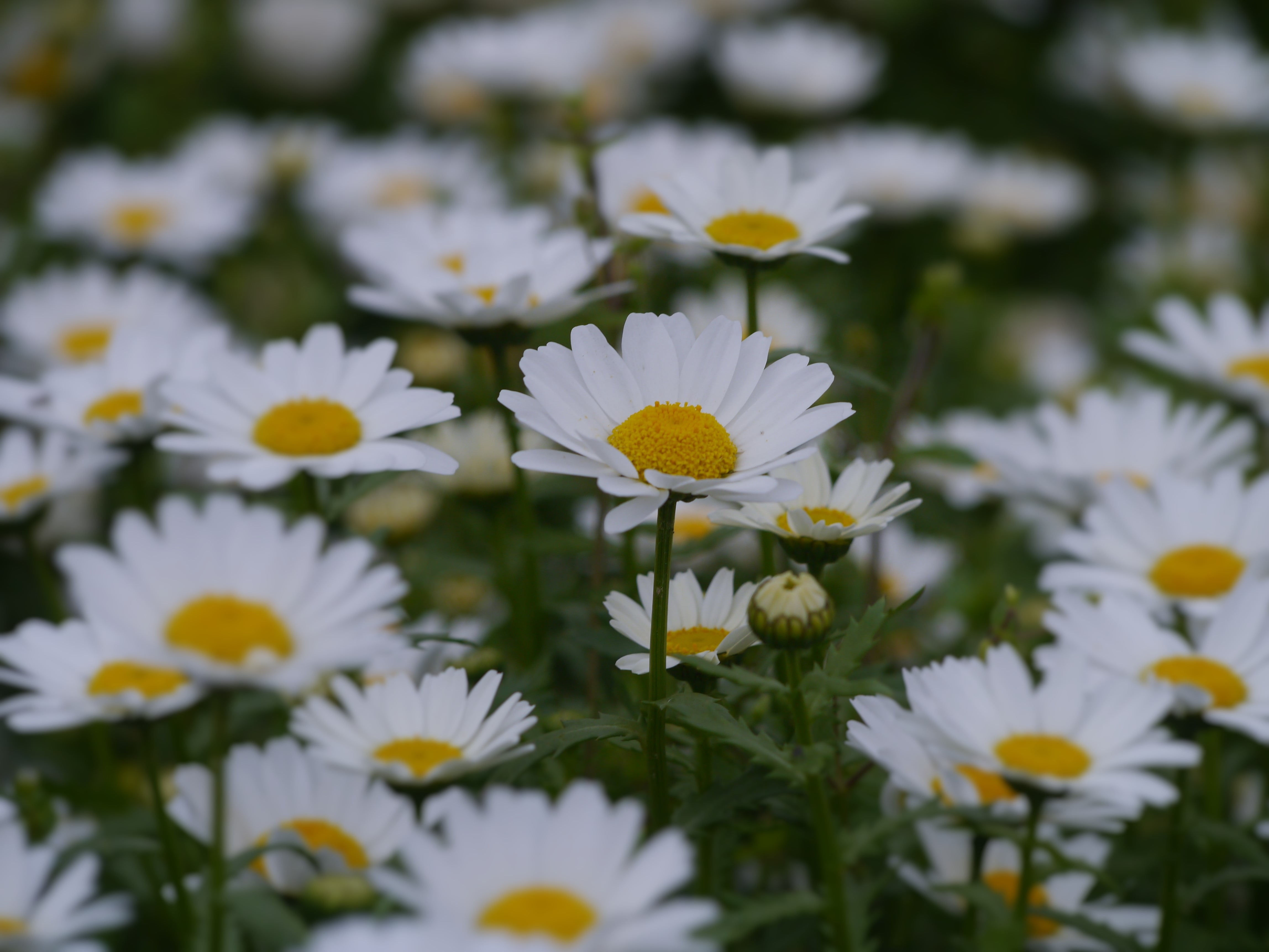 april, antomasako, no people, flower garden, 4K, kanagawa, vulnerability, yellow, chrysanthemum, daisy, yokosuka, growth, many, close-up, flowering plant, HD Wallpaper