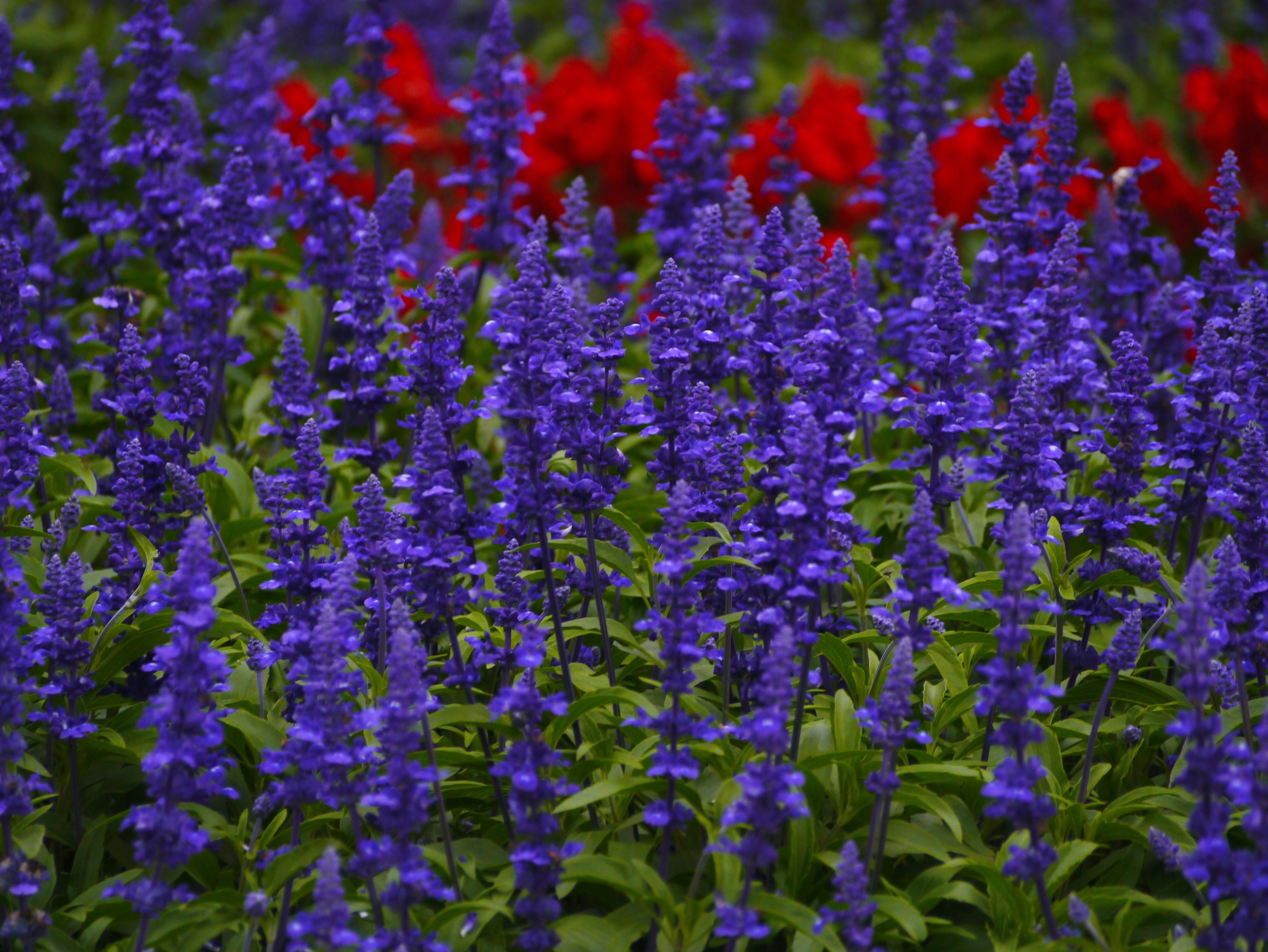 vulnerability, summer, flowerbed, flowers, yokosuka, gregariousness, blue-violet, lot, 4K, blue sage, growth, day, springtime, petal, no people, flower bed, HD Wallpaper