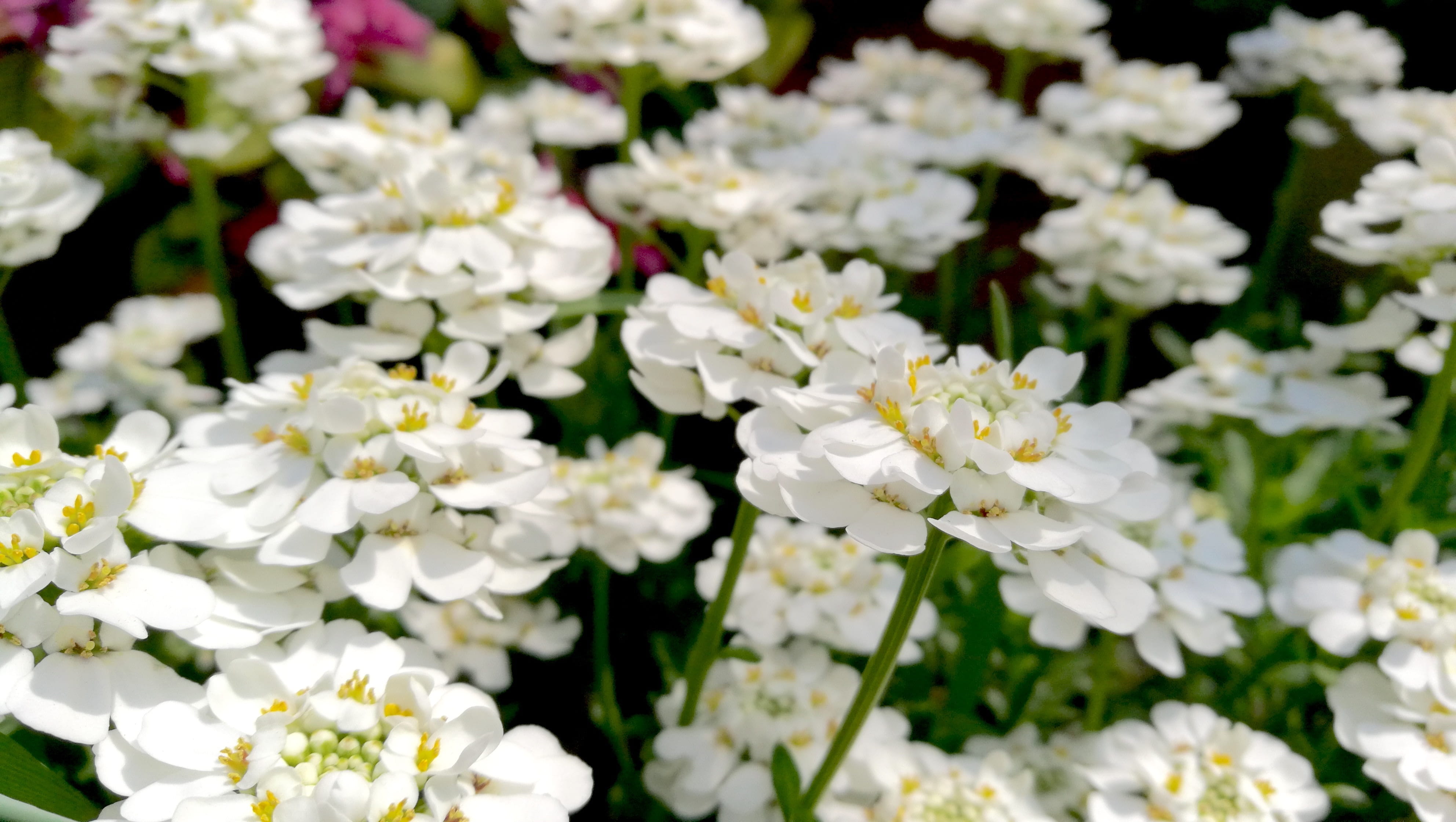 abundance, day, petal, sunshine, pollen, flower, flower head, white color, shade, blooming, plant, no people, flowering plant, vulnerability, fragility, HD Wallpaper