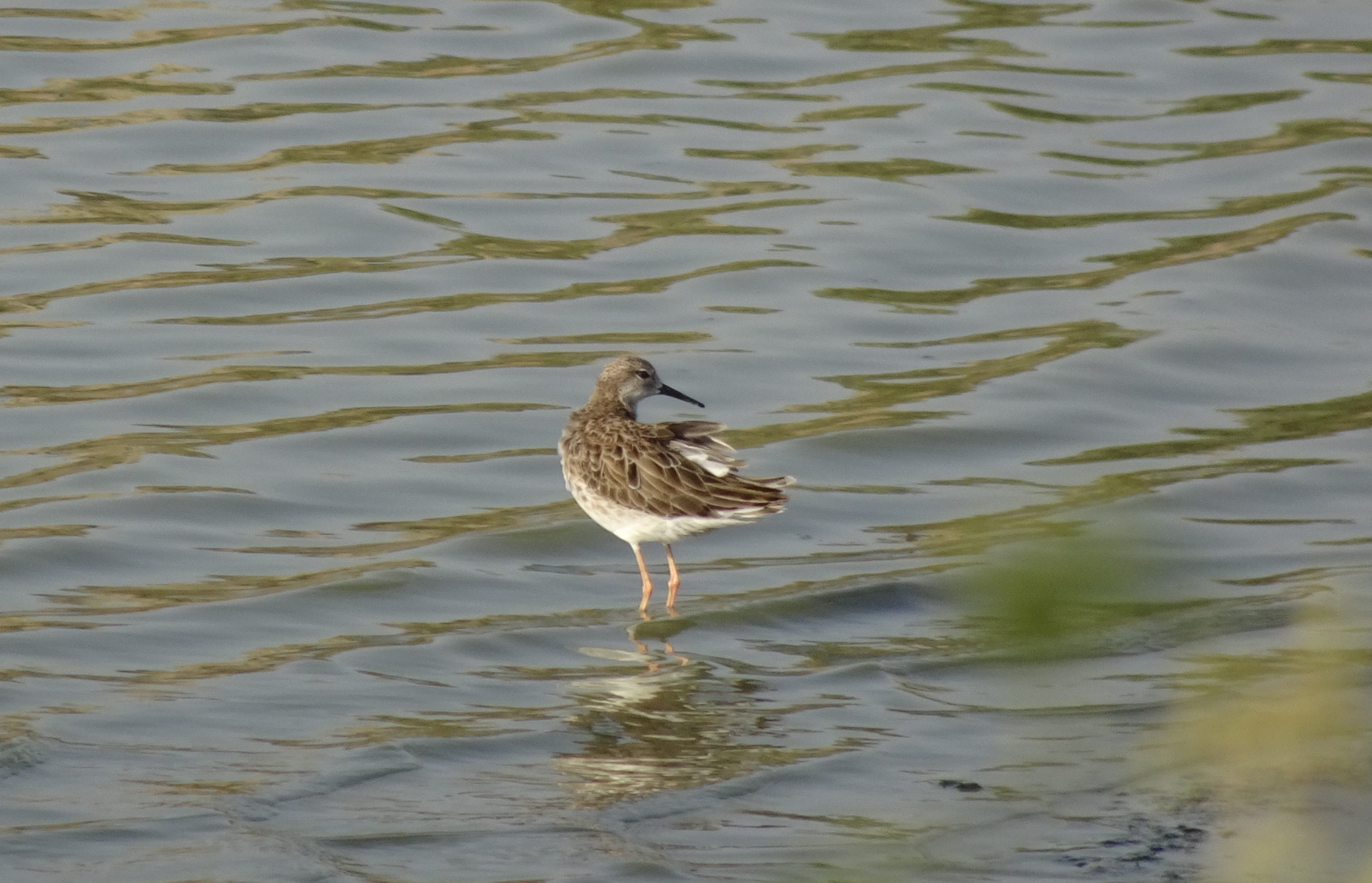 environment, gregarious, animal, ruff, wading, water bird, sandpiper, duck, wildlife, ornithology, migratory, reflection, vertebrate, medium-sized, animal themes, HD Wallpaper